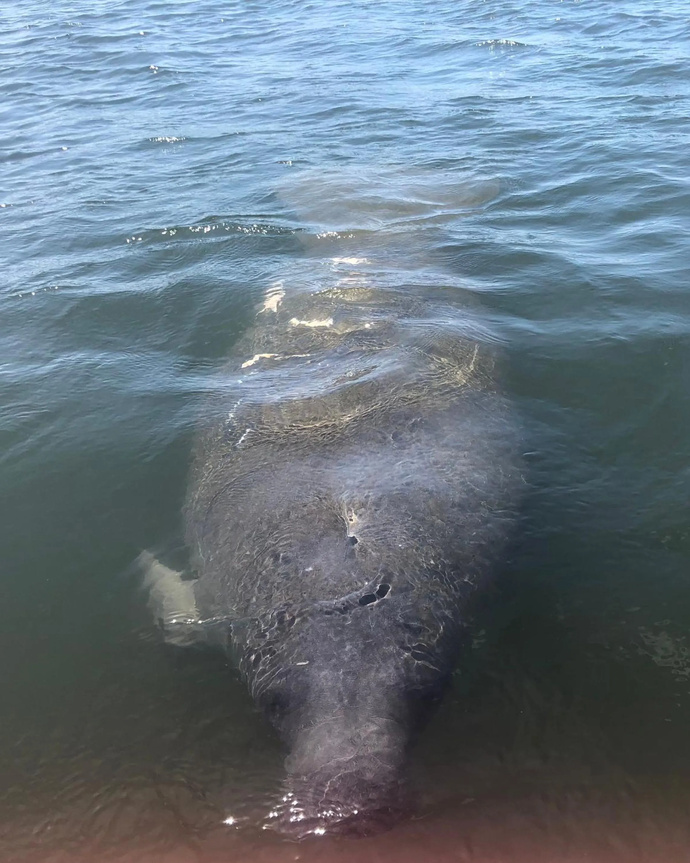 Animals in Estero Beach And Tennise Club 1008 B