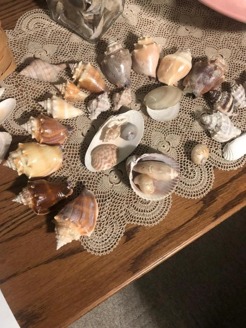 Beach in Estero Beach And Tennise Club 1008 B