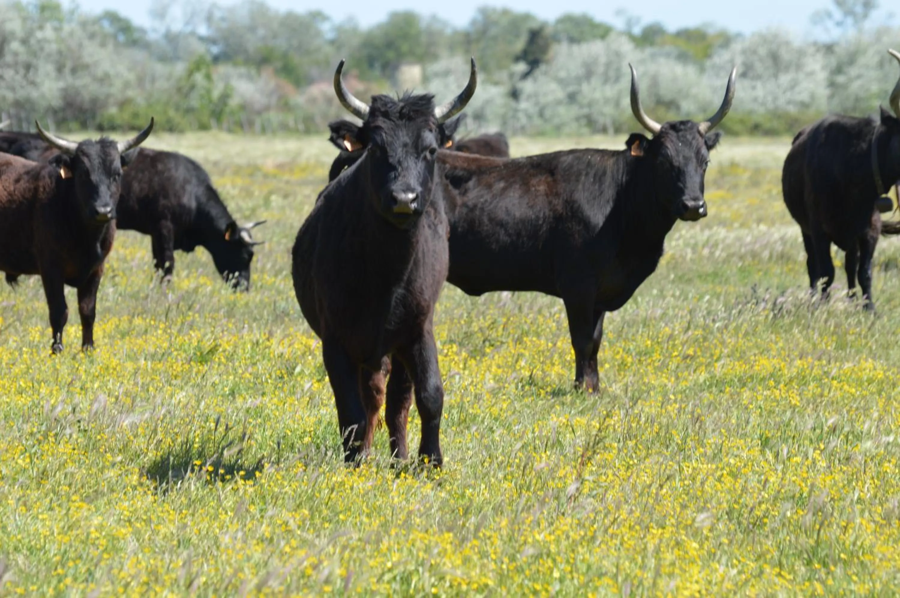 Natural landscape in Hotel Saint Louis - Au Coeur des Remparts