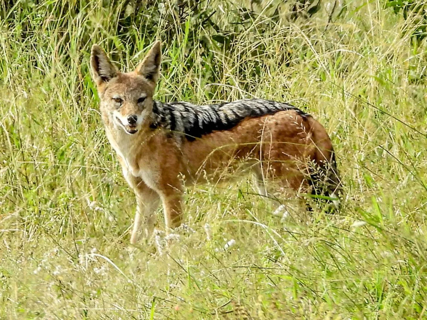 Animals in SleepOver Orpen Gate