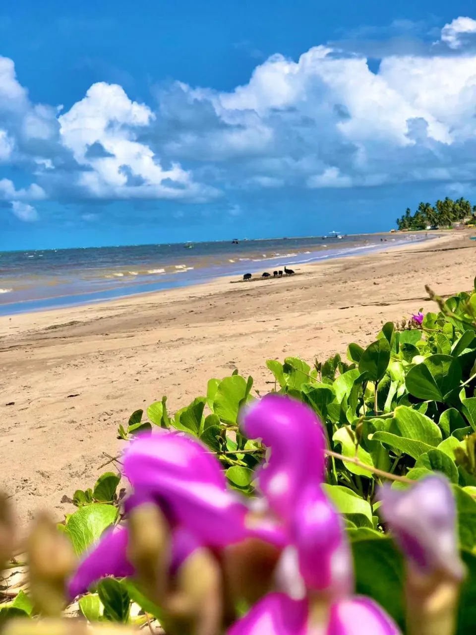 Beach in Condomínio Praias de Maragogi & Casas Deluxe