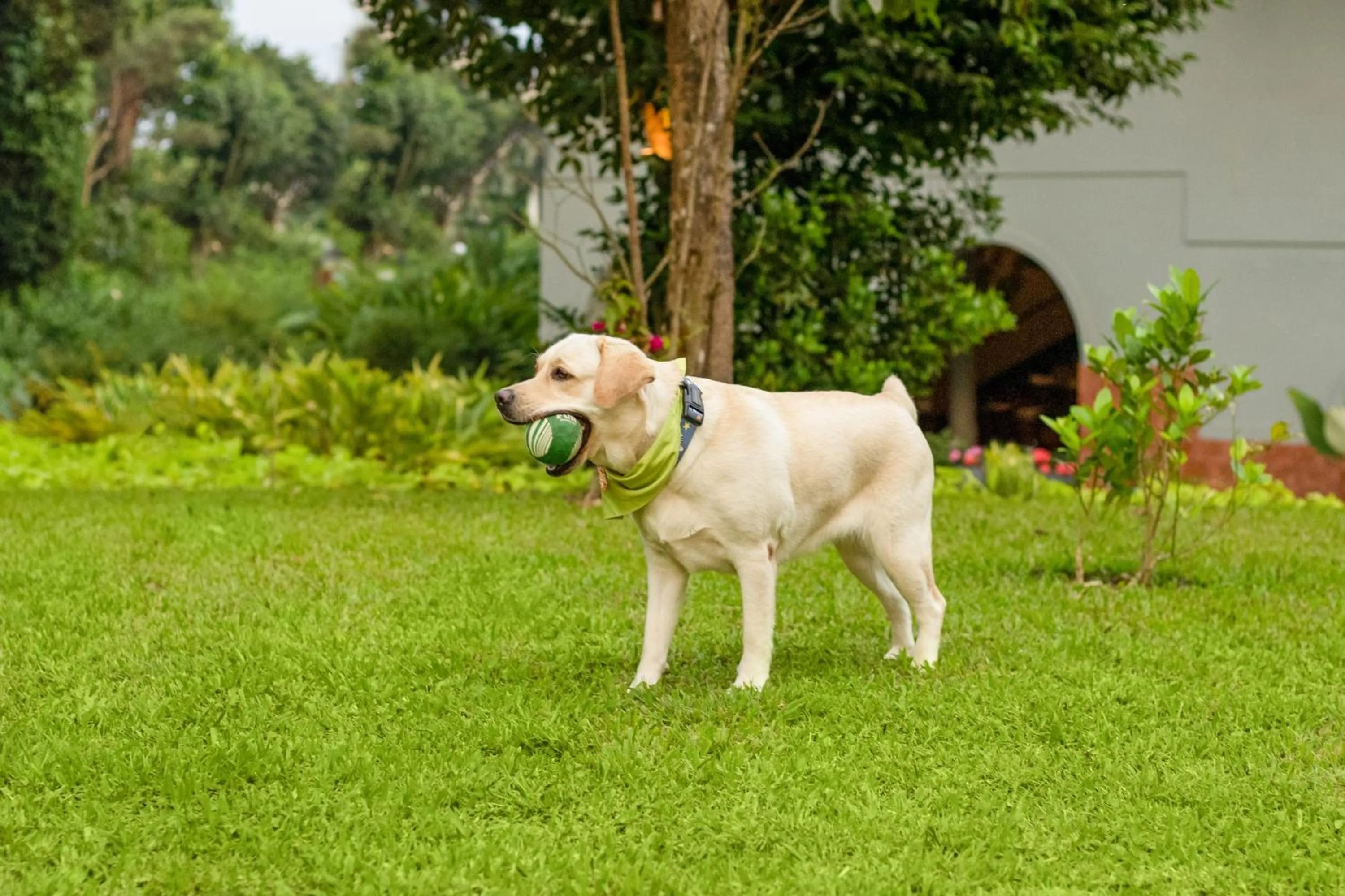 Pets in Aurika, Coorg Luxury by Lemon Tree Hotels