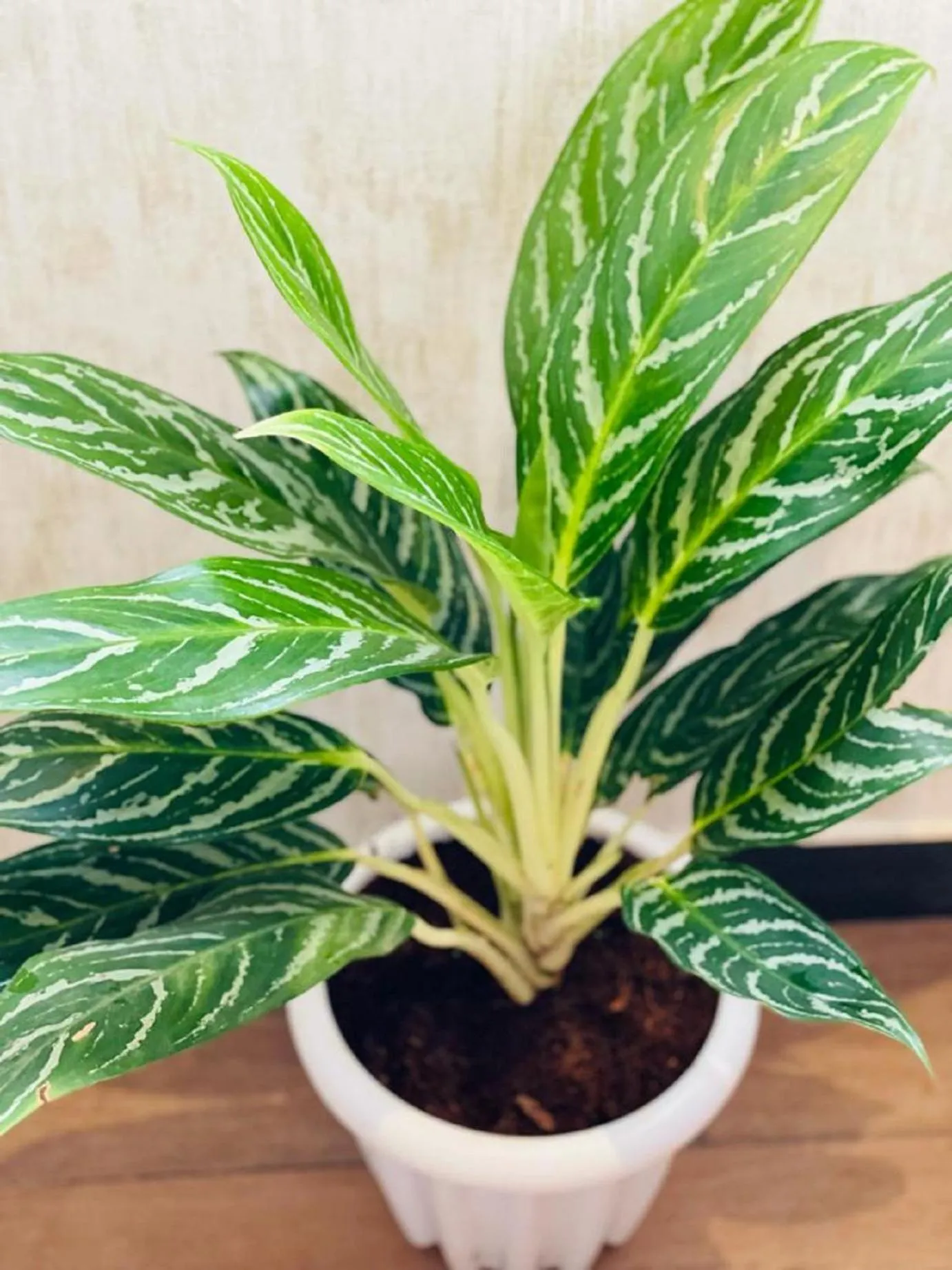 Decorative detail in Royal Ace Boutique Hotel