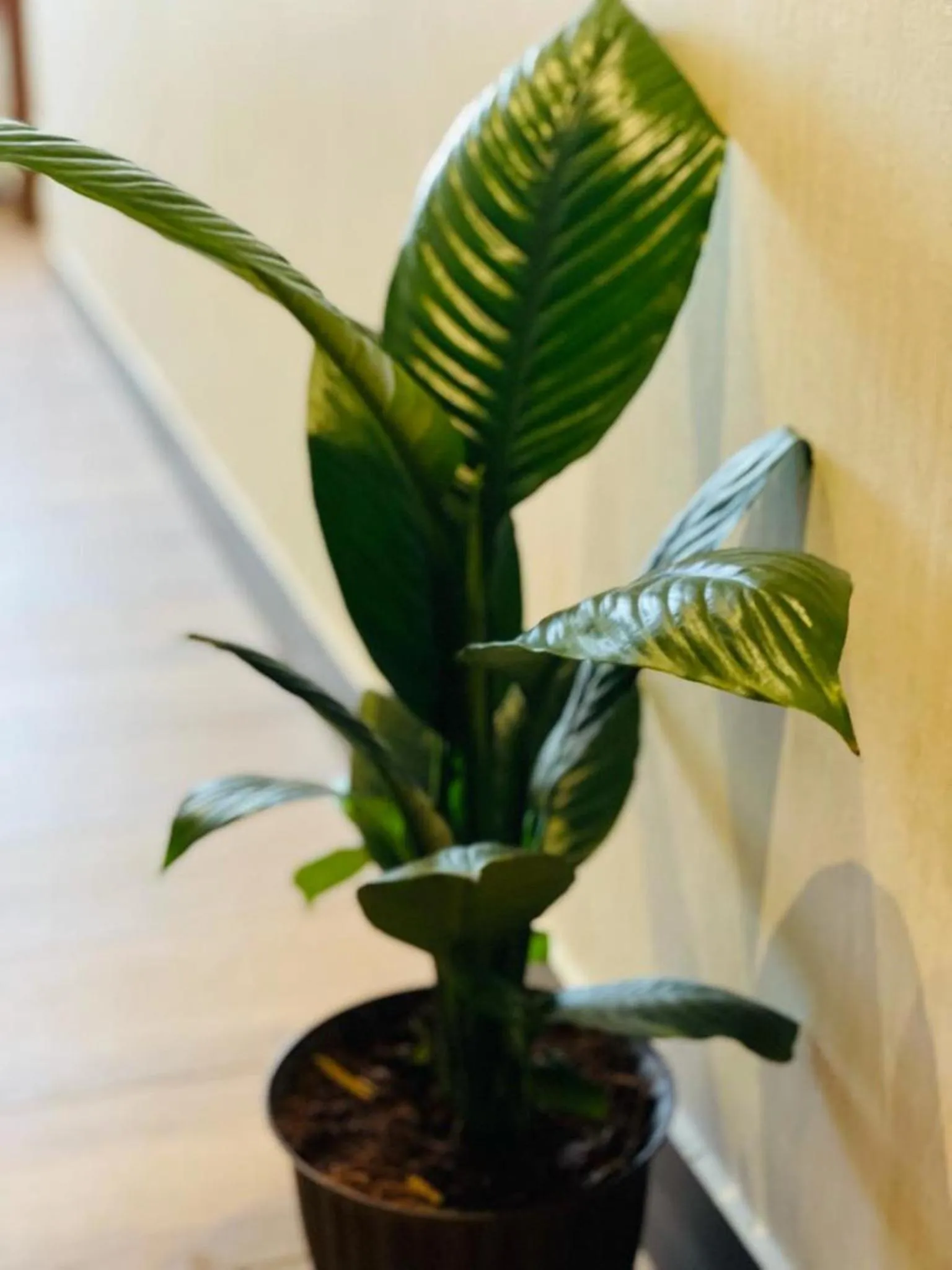 Decorative detail in Royal Ace Boutique Hotel