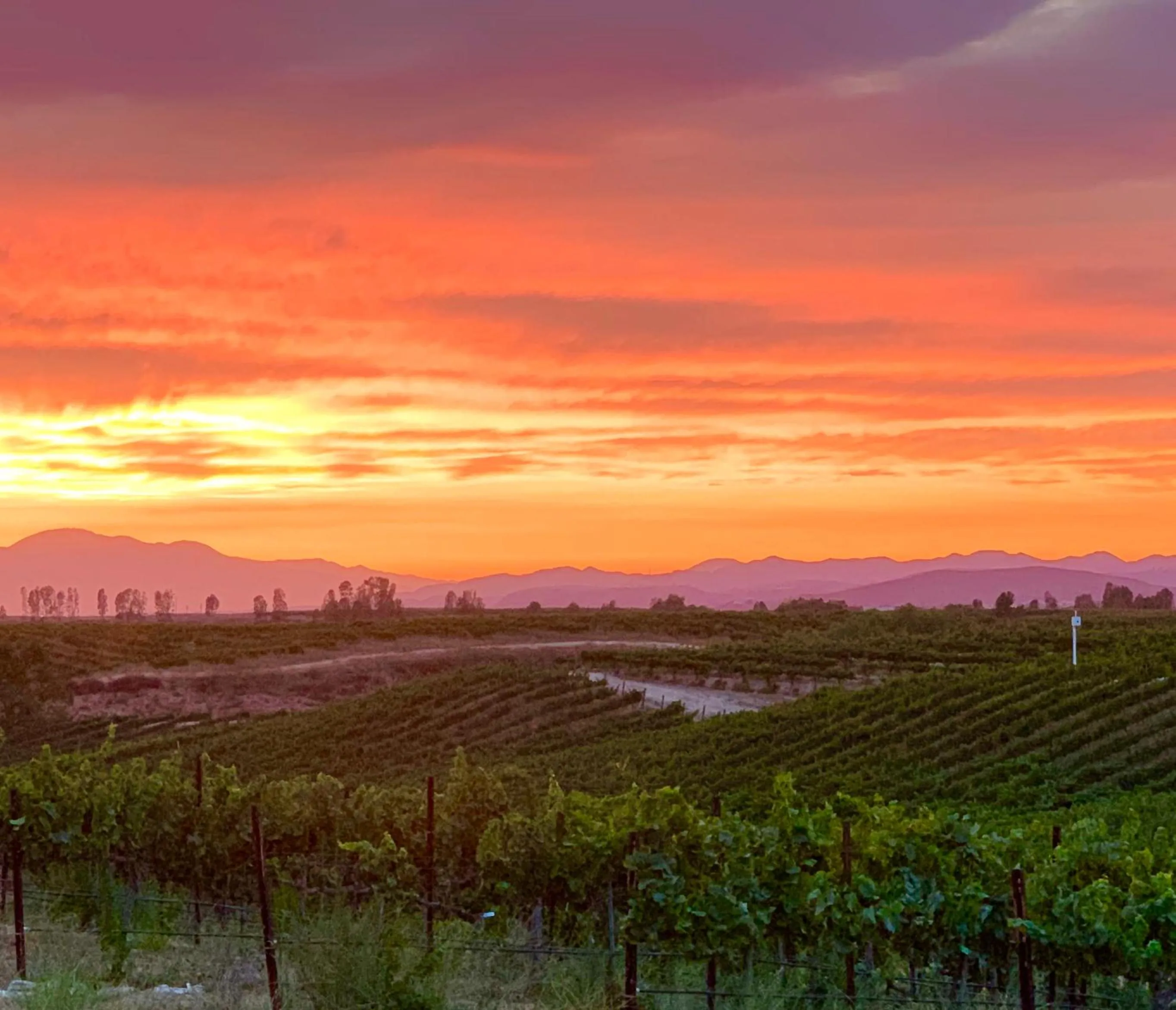 View (from property/room) in Domaine Chardonnay