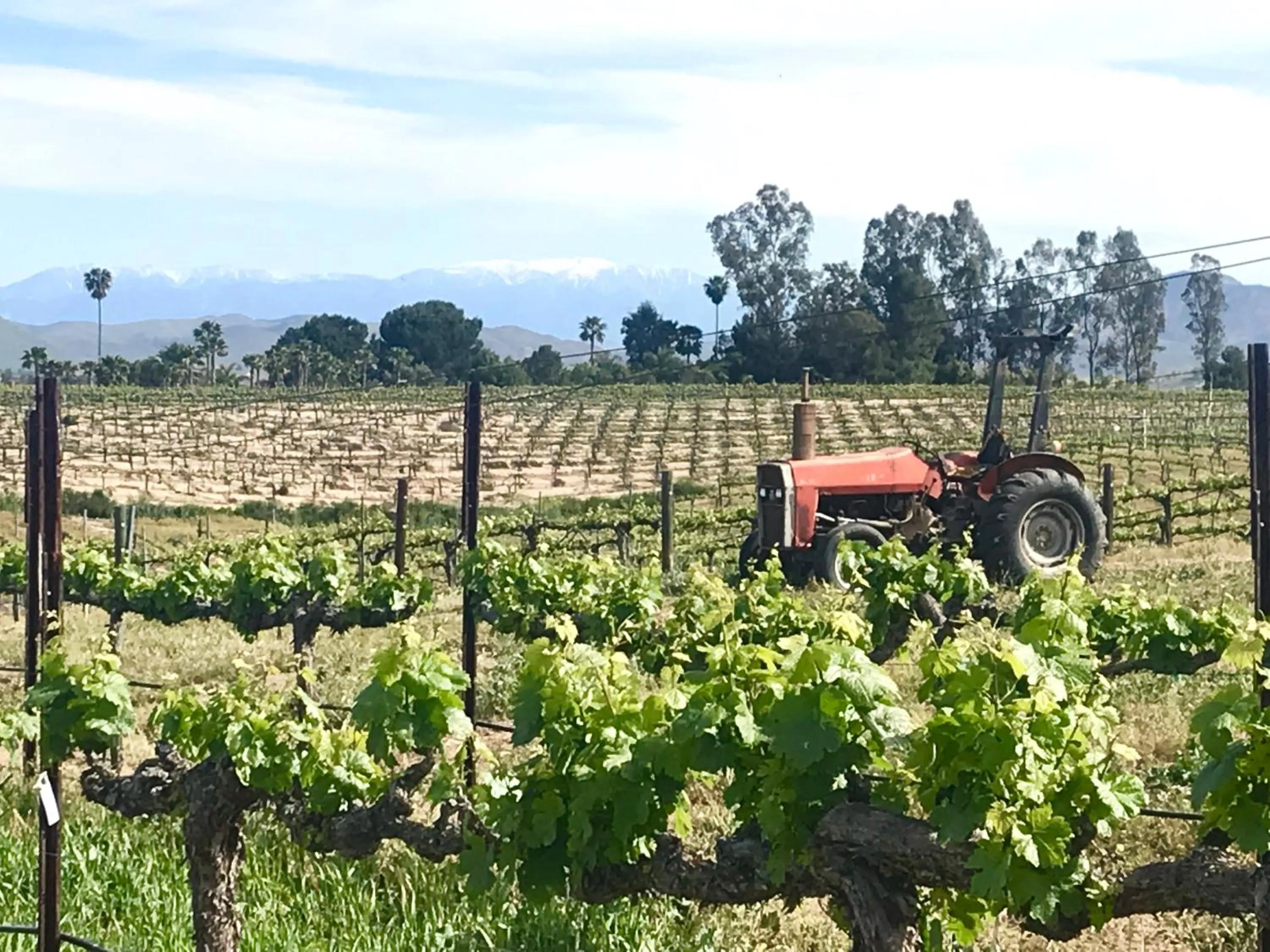View (from property/room) in Domaine Chardonnay