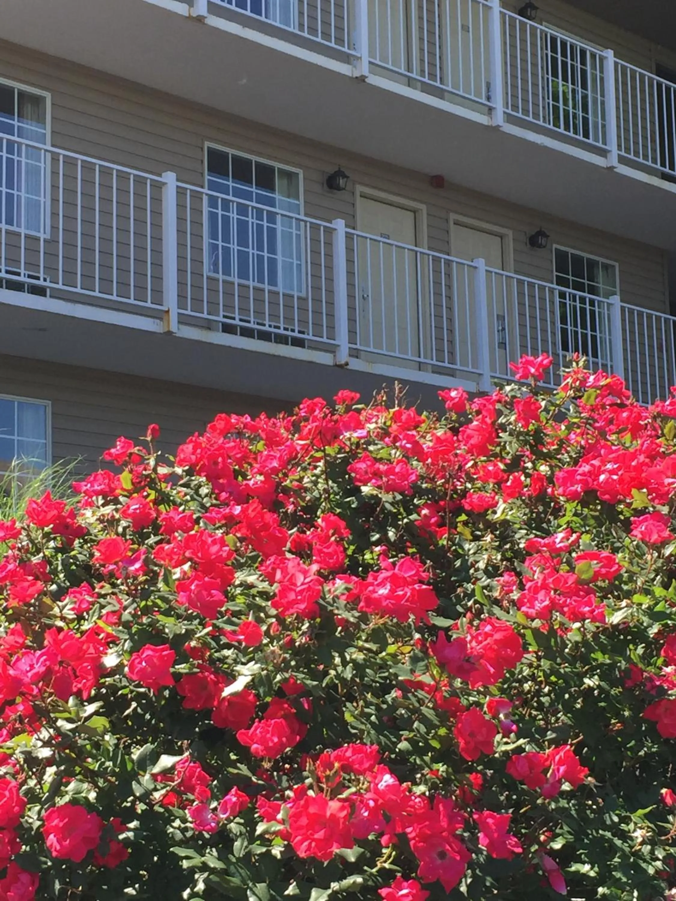 Property building in Gazebo Inn