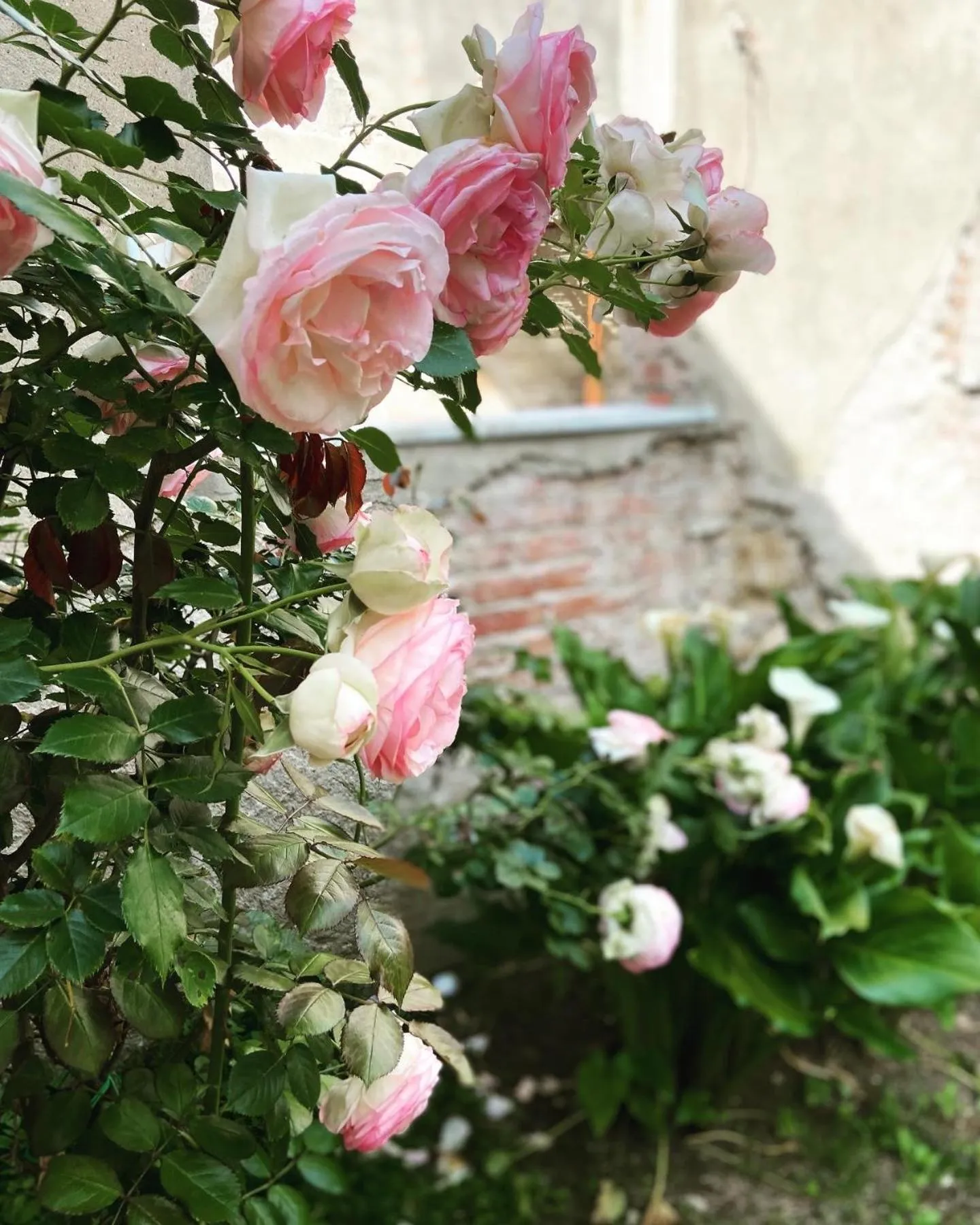 Garden in Victoria House B&B