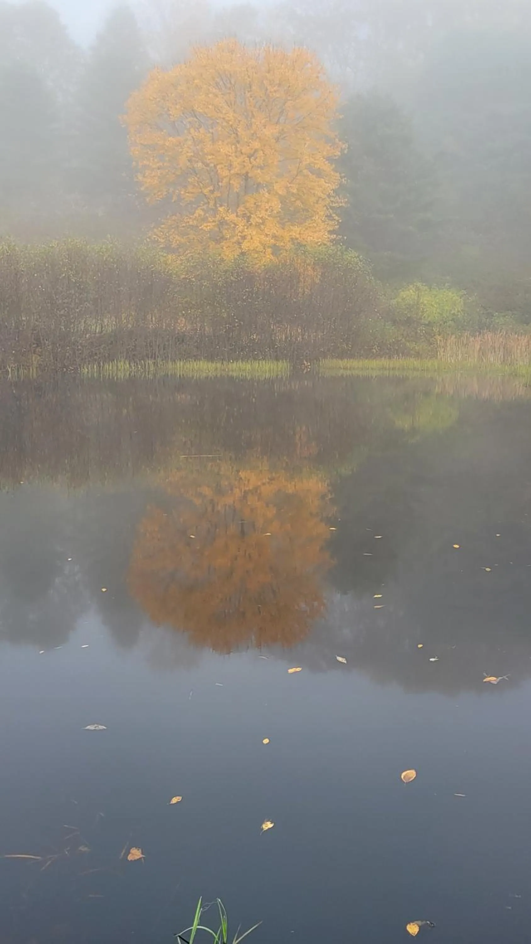Natural landscape in Franklyn Farm Inn