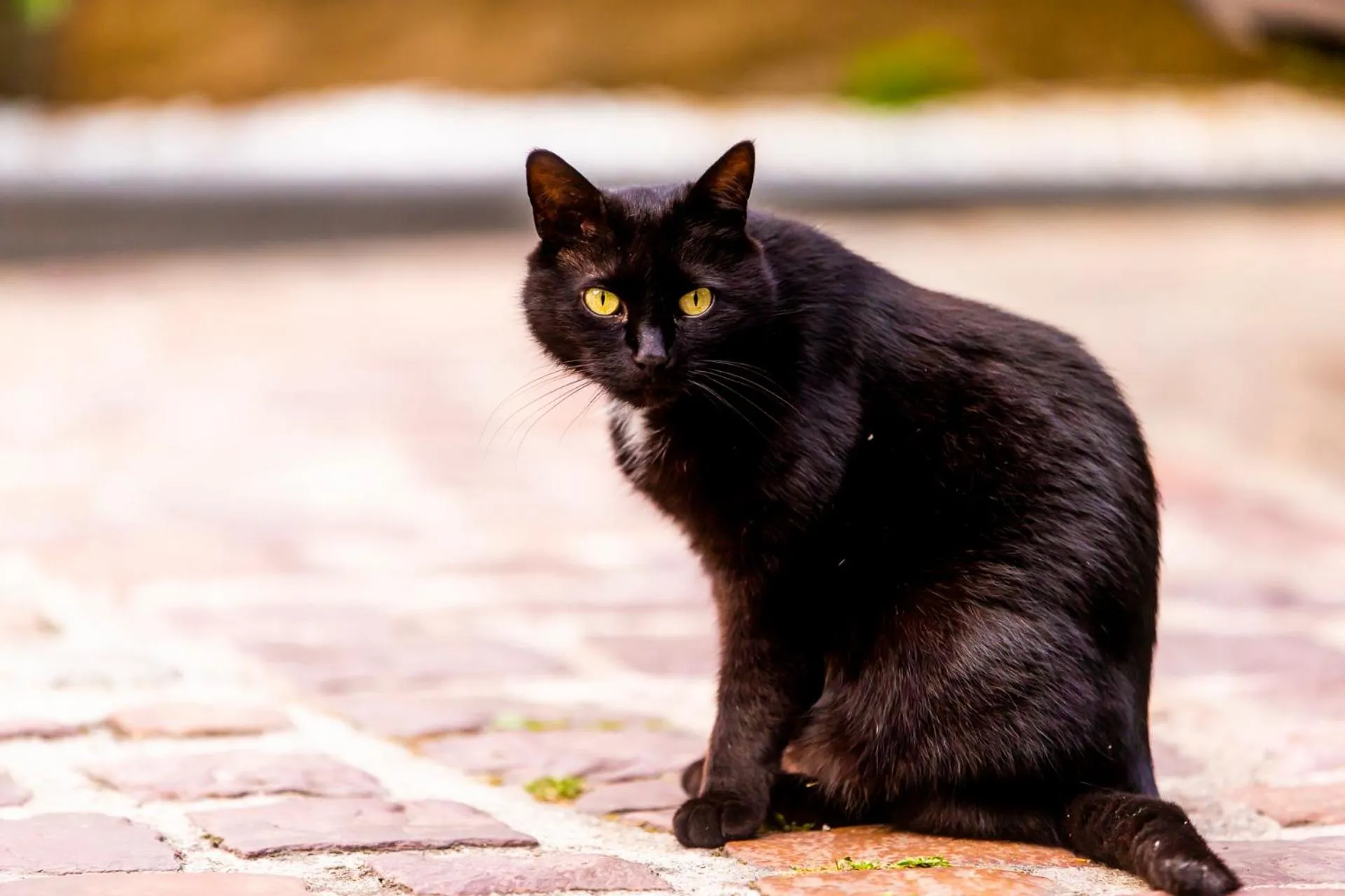 Pets in Hotel Le Lion D'Or et Restaurant La Table Du Lion