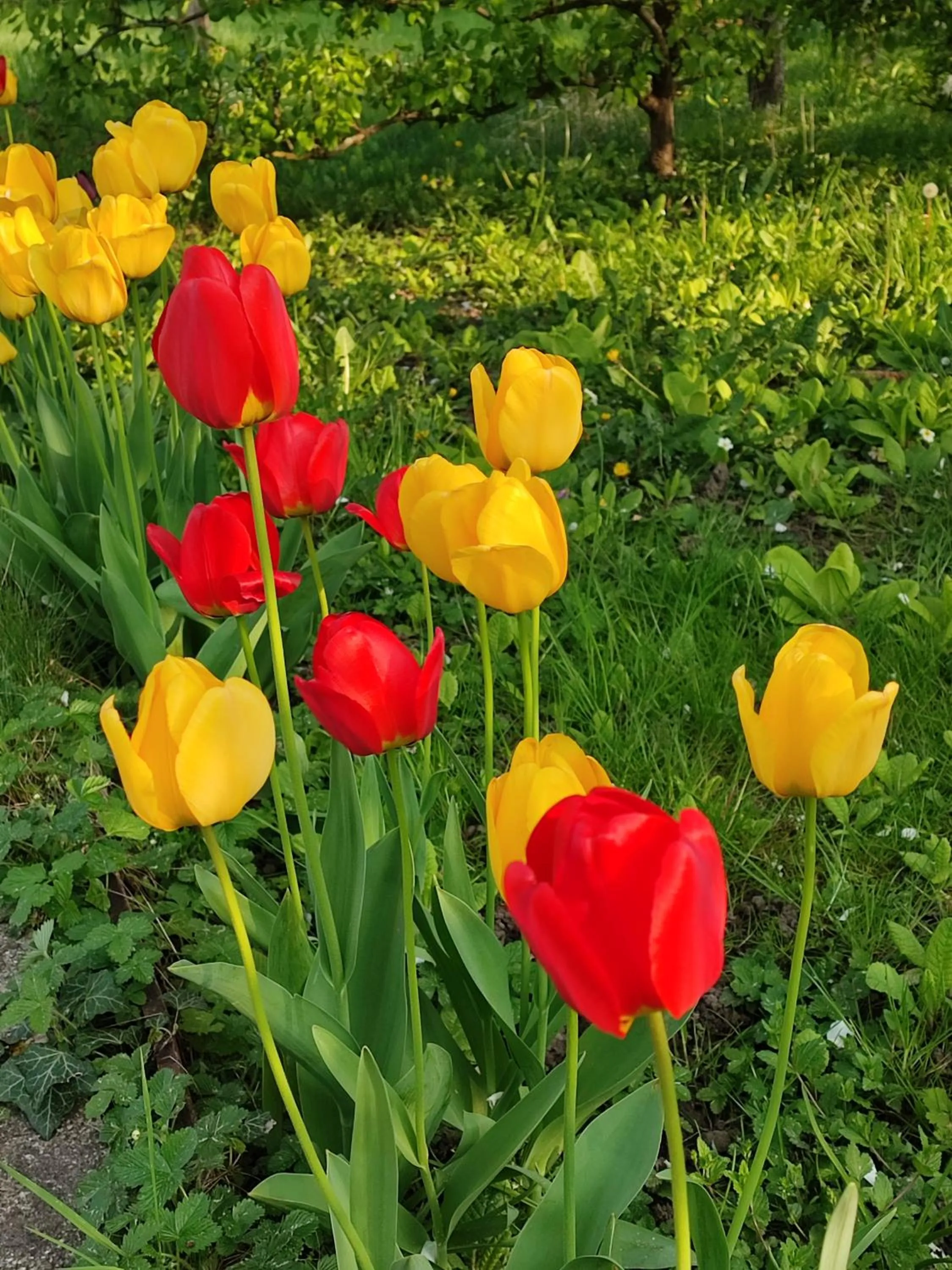 Spring in Entre Meuse et forêt