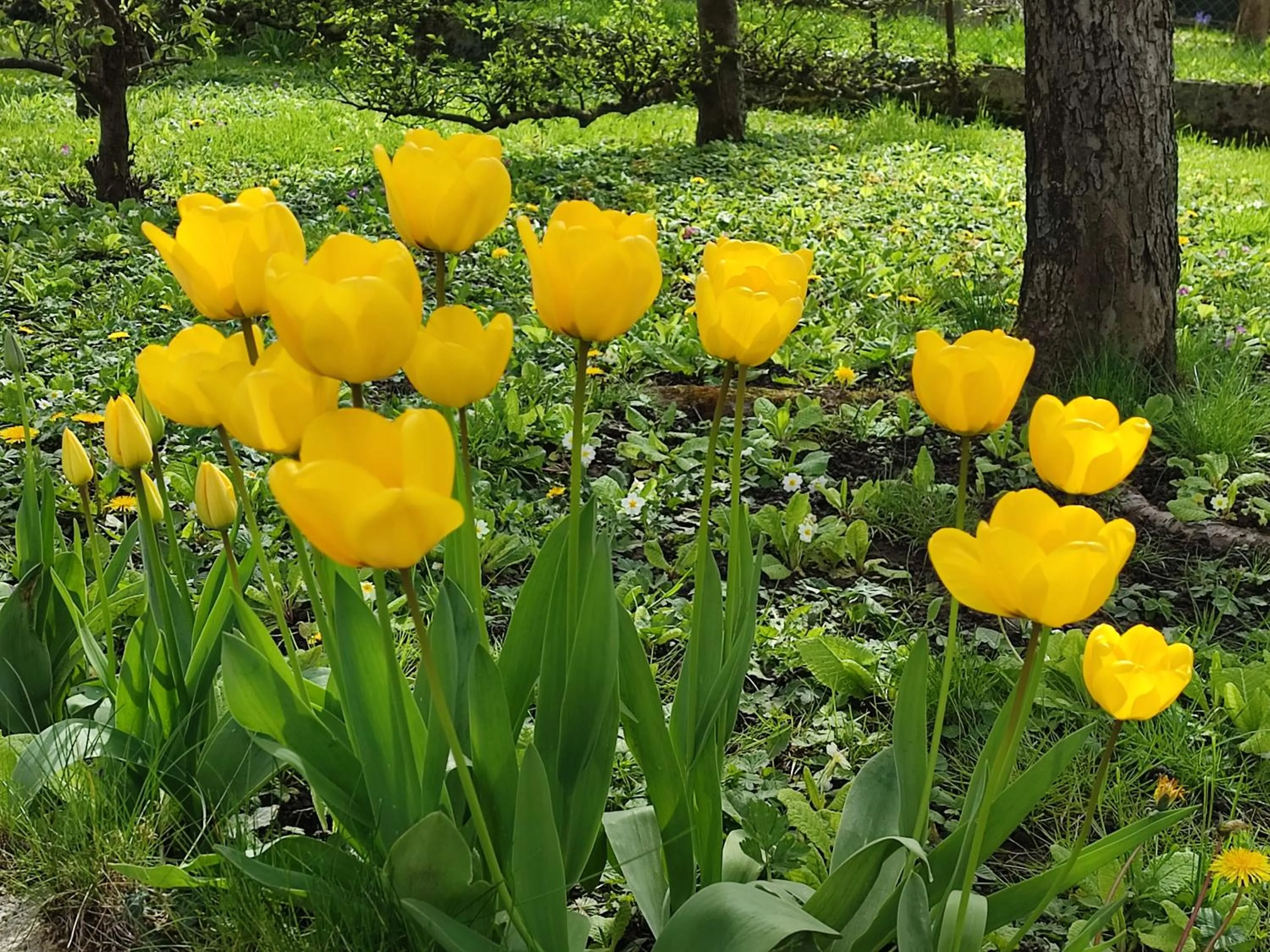 Spring in Entre Meuse et forêt