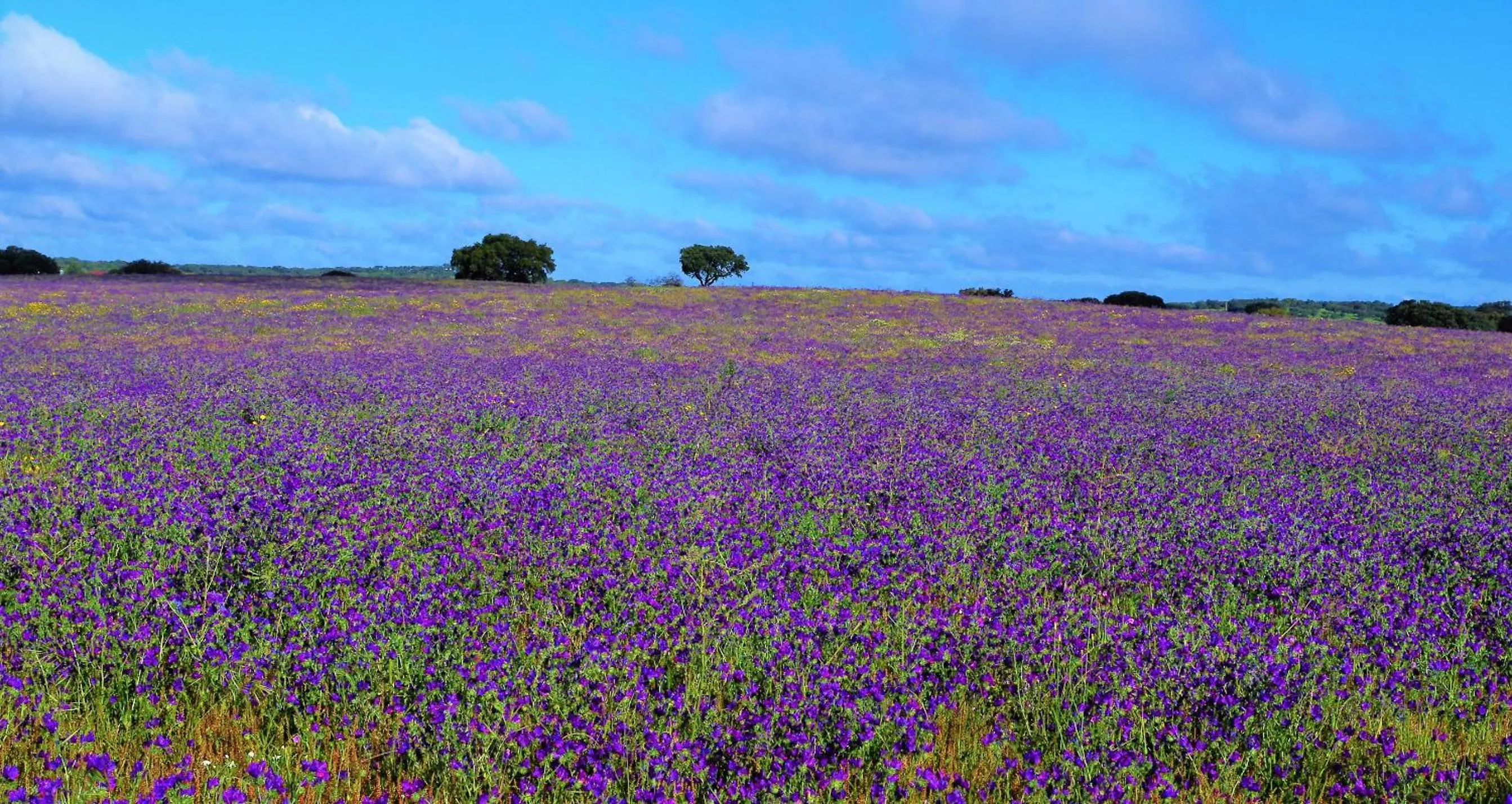 Natural landscape in Lodge Monte Do Sobral