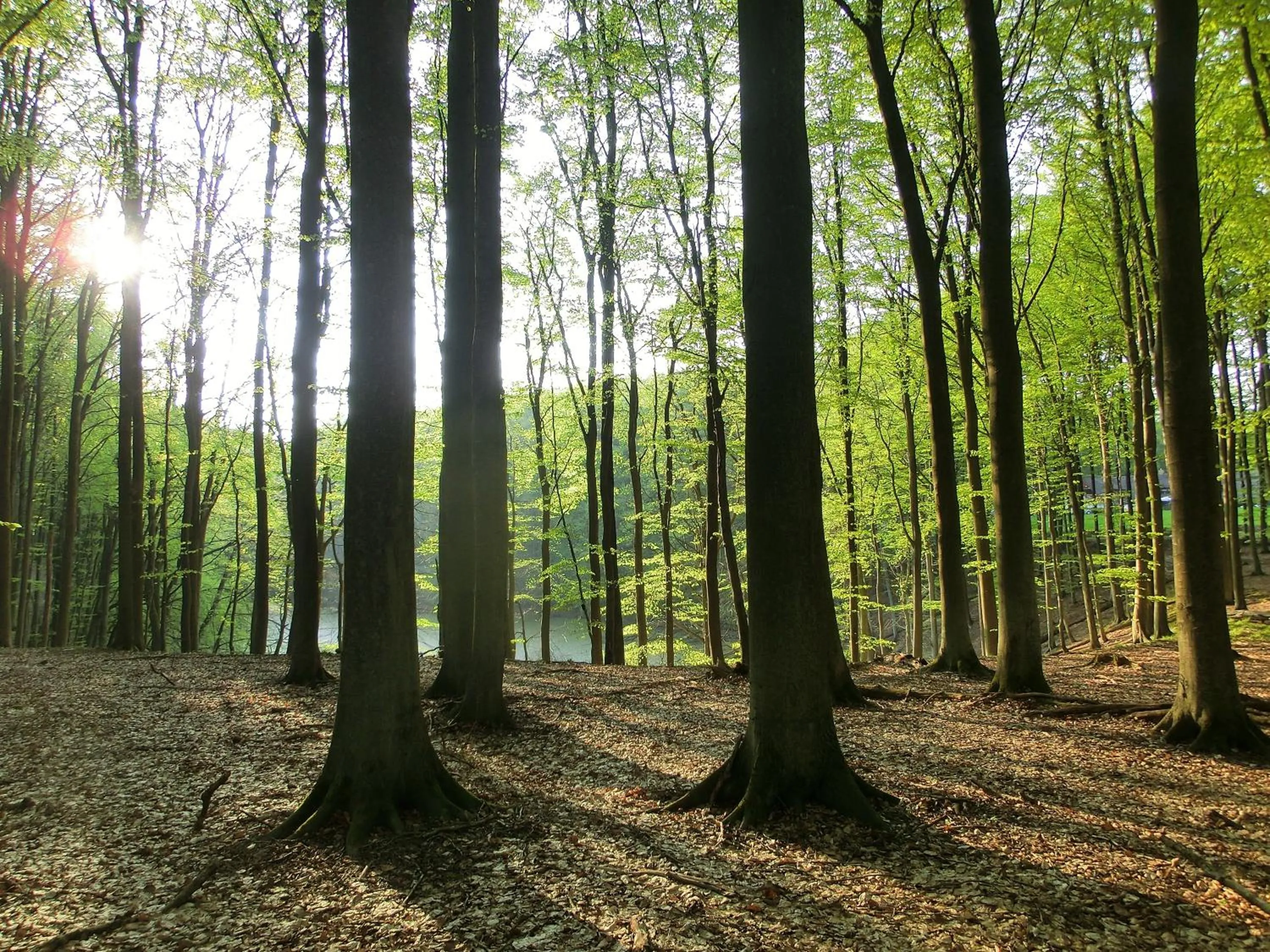 Area and facilities in Restaurant & Hotel Baumhaus Hagen