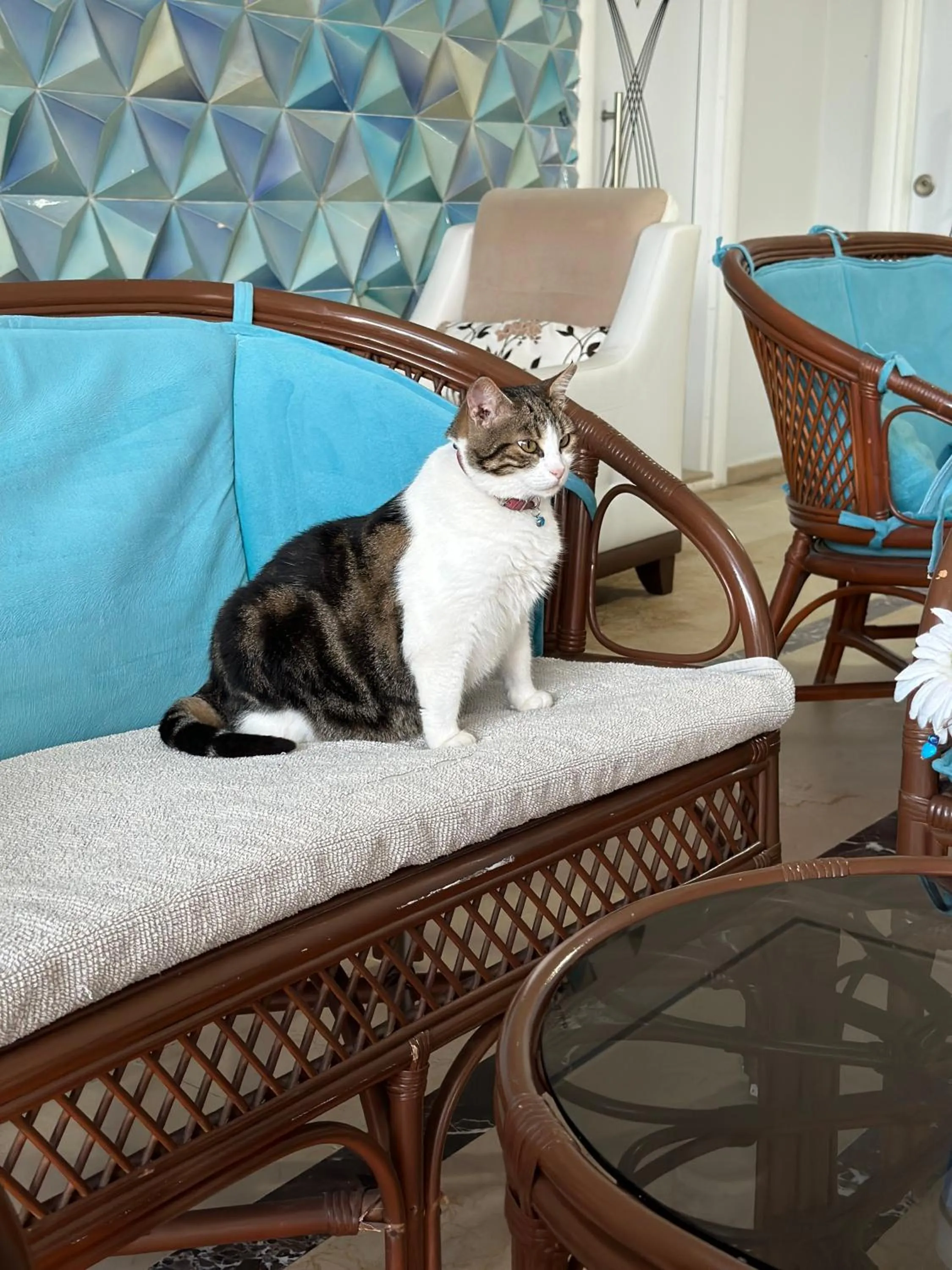 Pets in Amsterdam Boutique Hotel