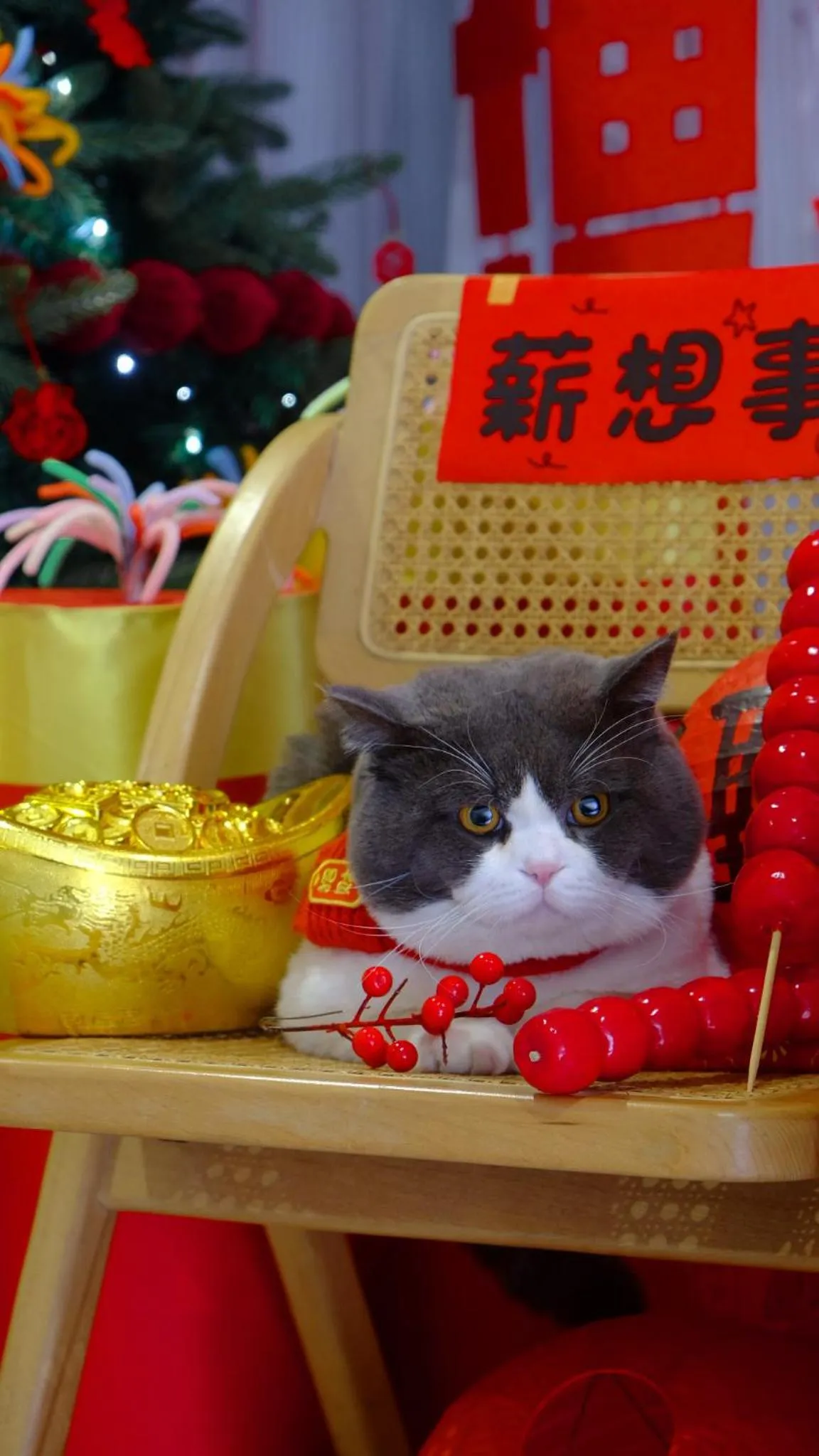 Pets in Ruoli Yangshuo