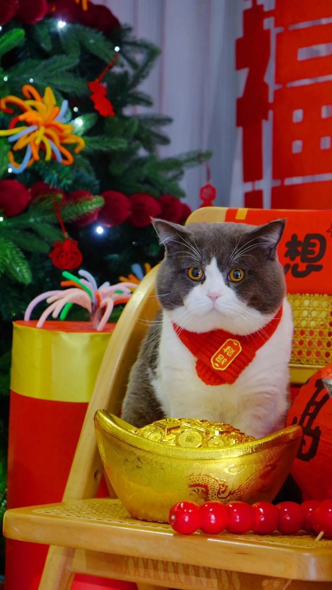 Pets in Ruoli Yangshuo