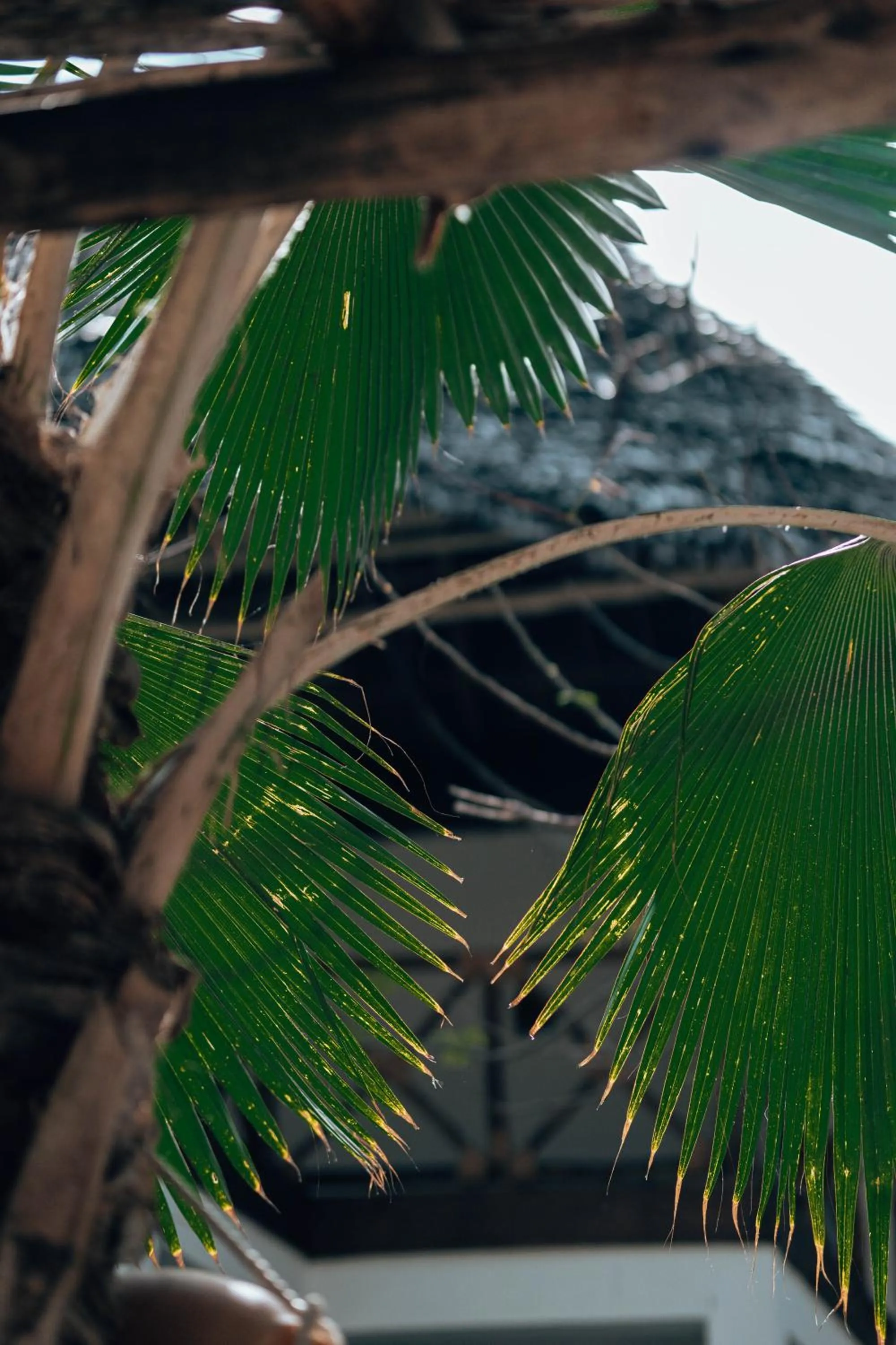 Natural landscape in Sahari Zanzibar