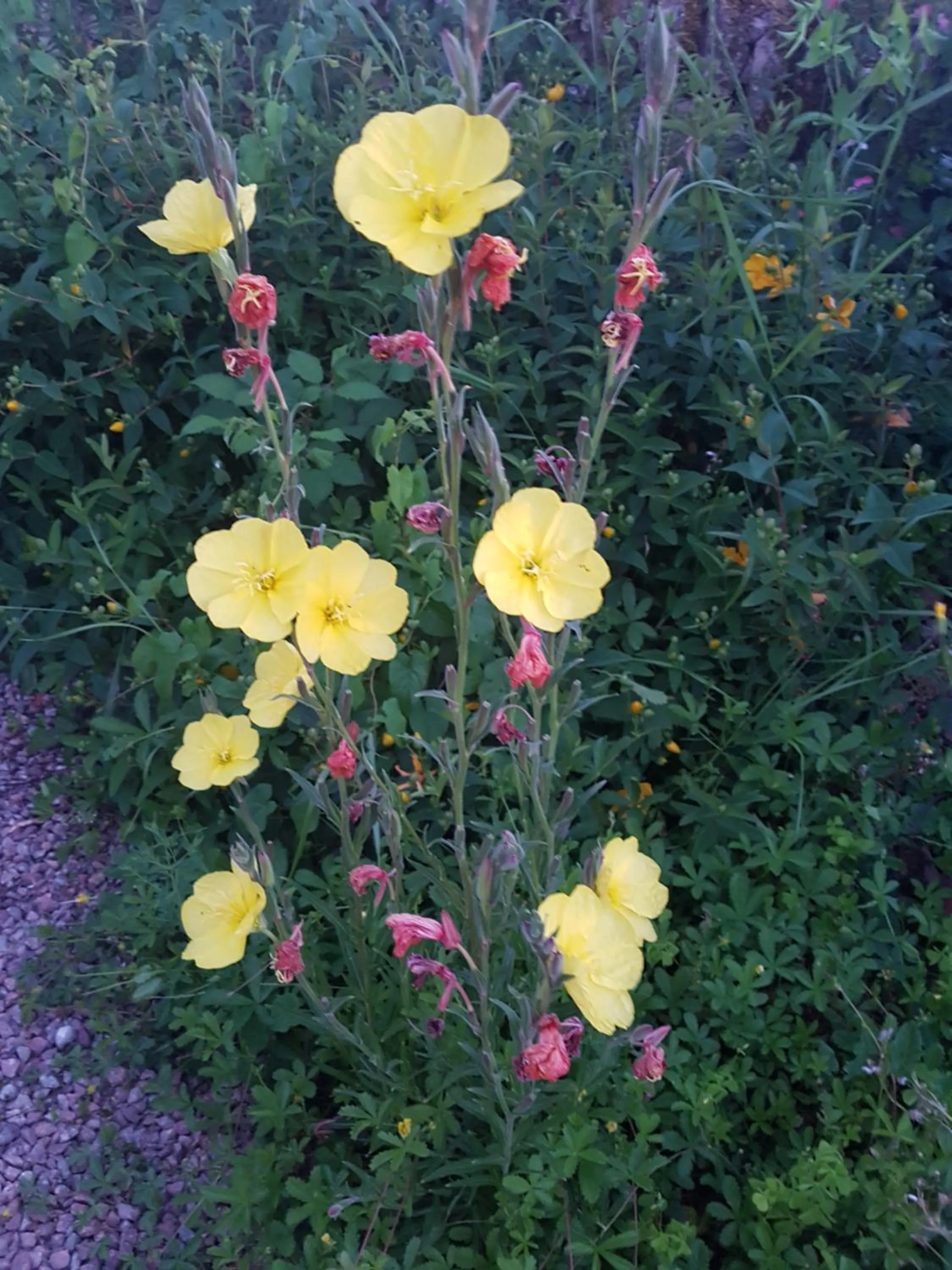 Garden in La Lisière du Morvan