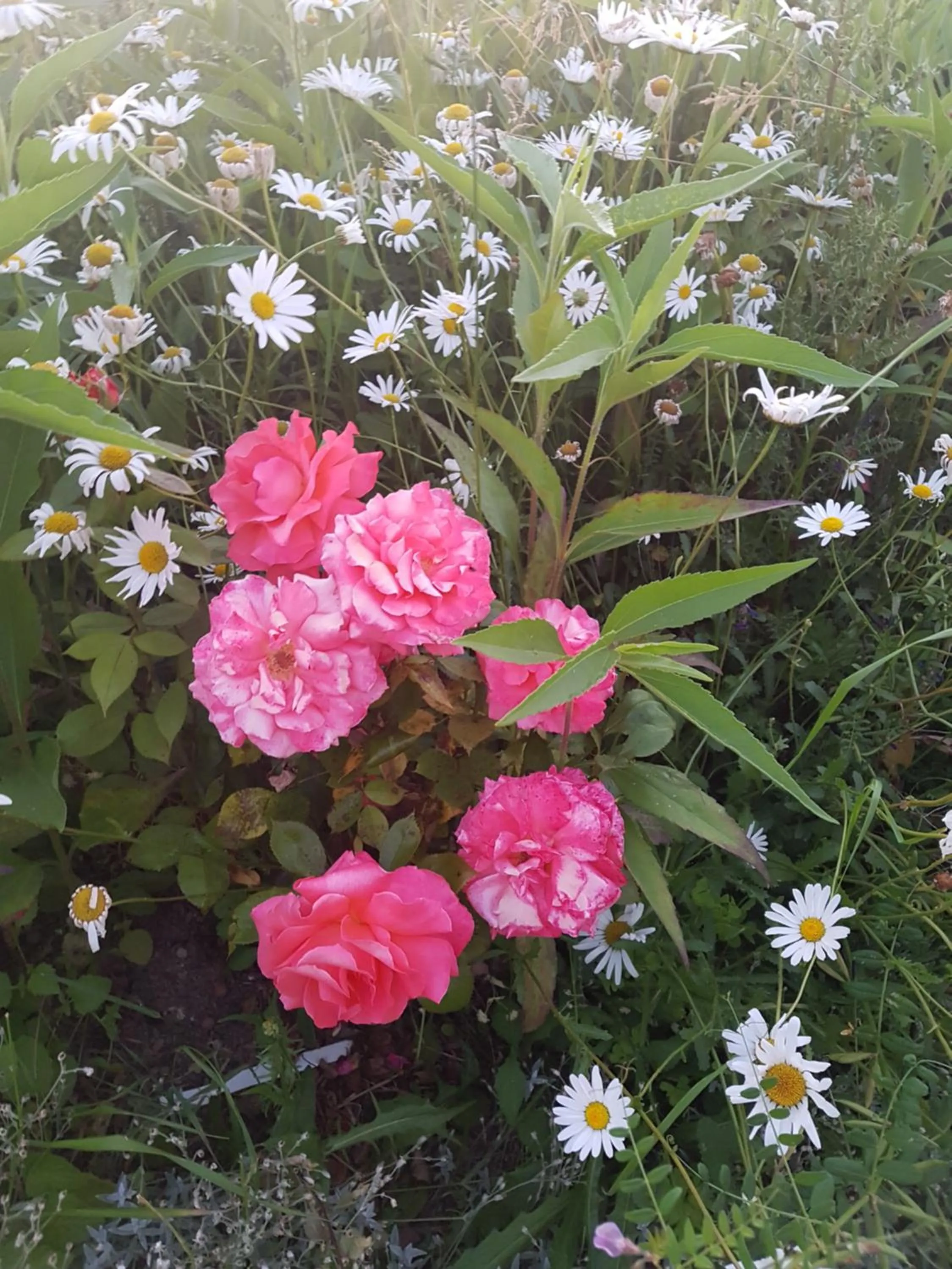 Garden in La Lisière du Morvan