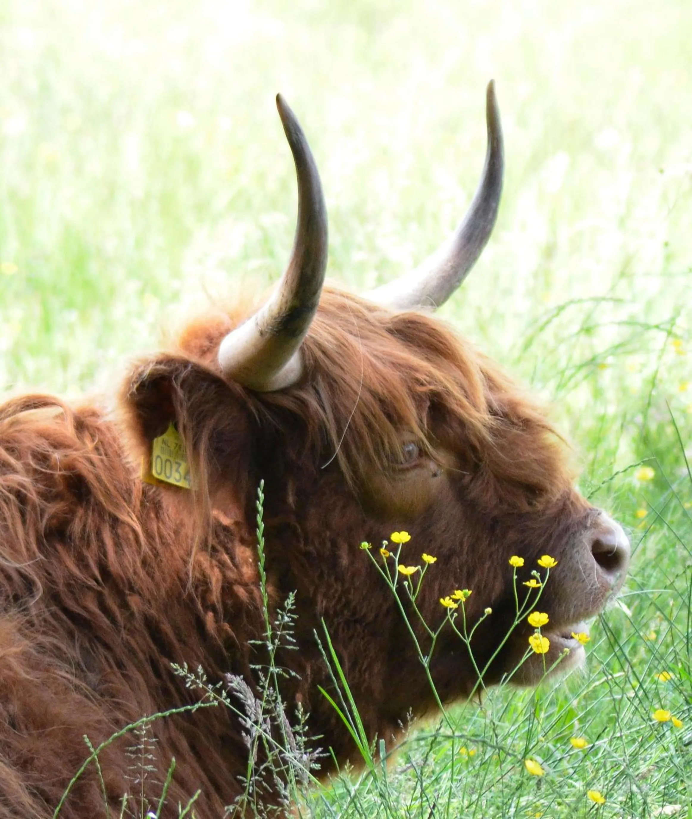 Animals in De Burcht-Drenthe