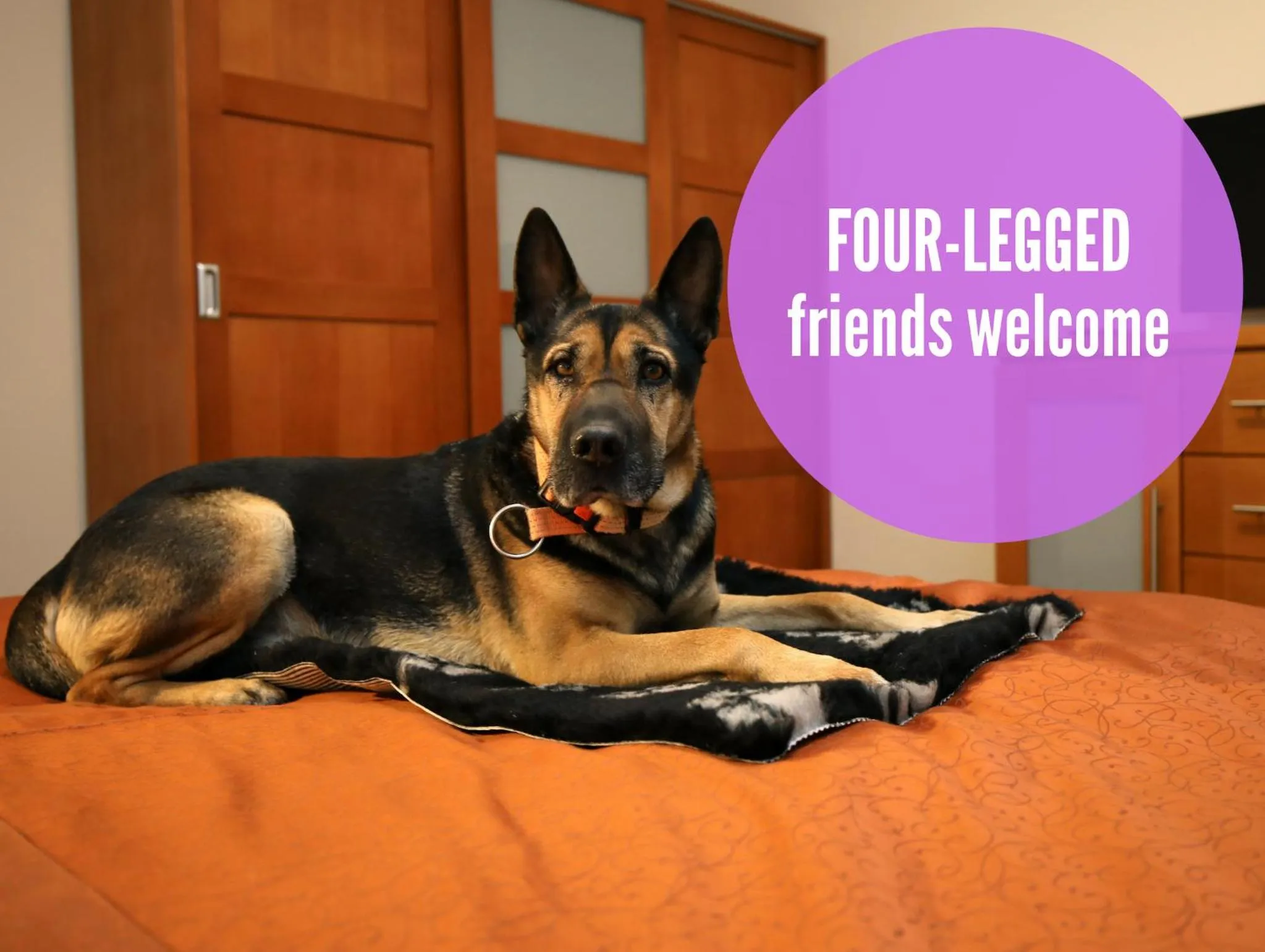 Animals in Anděl Apartments Praha