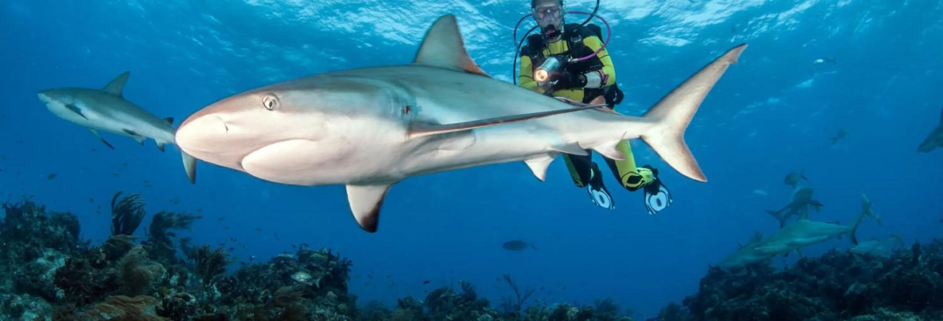 Diving in Fins Dive and Leisure Hotel