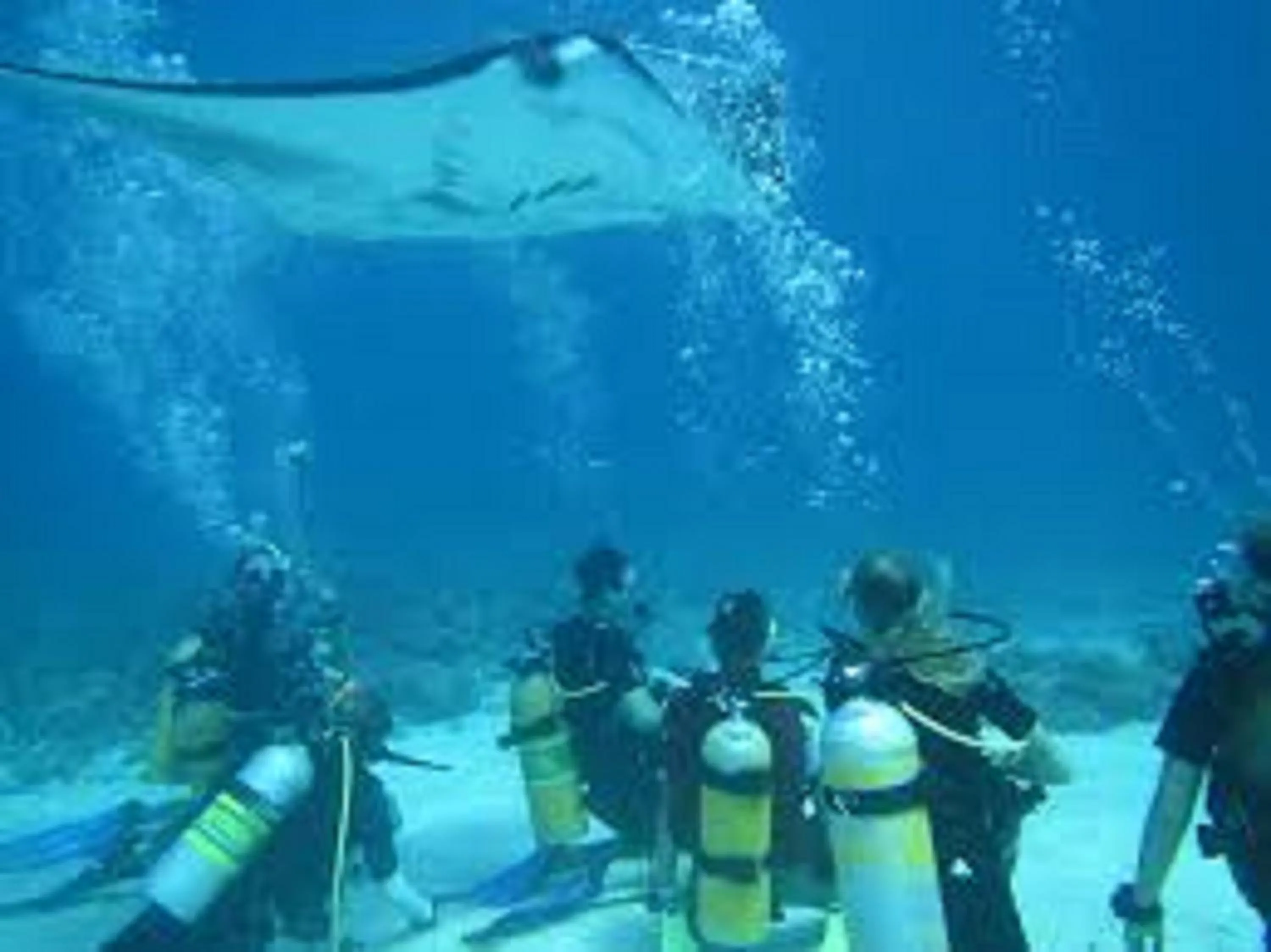 Diving in Fins Dive and Leisure Hotel