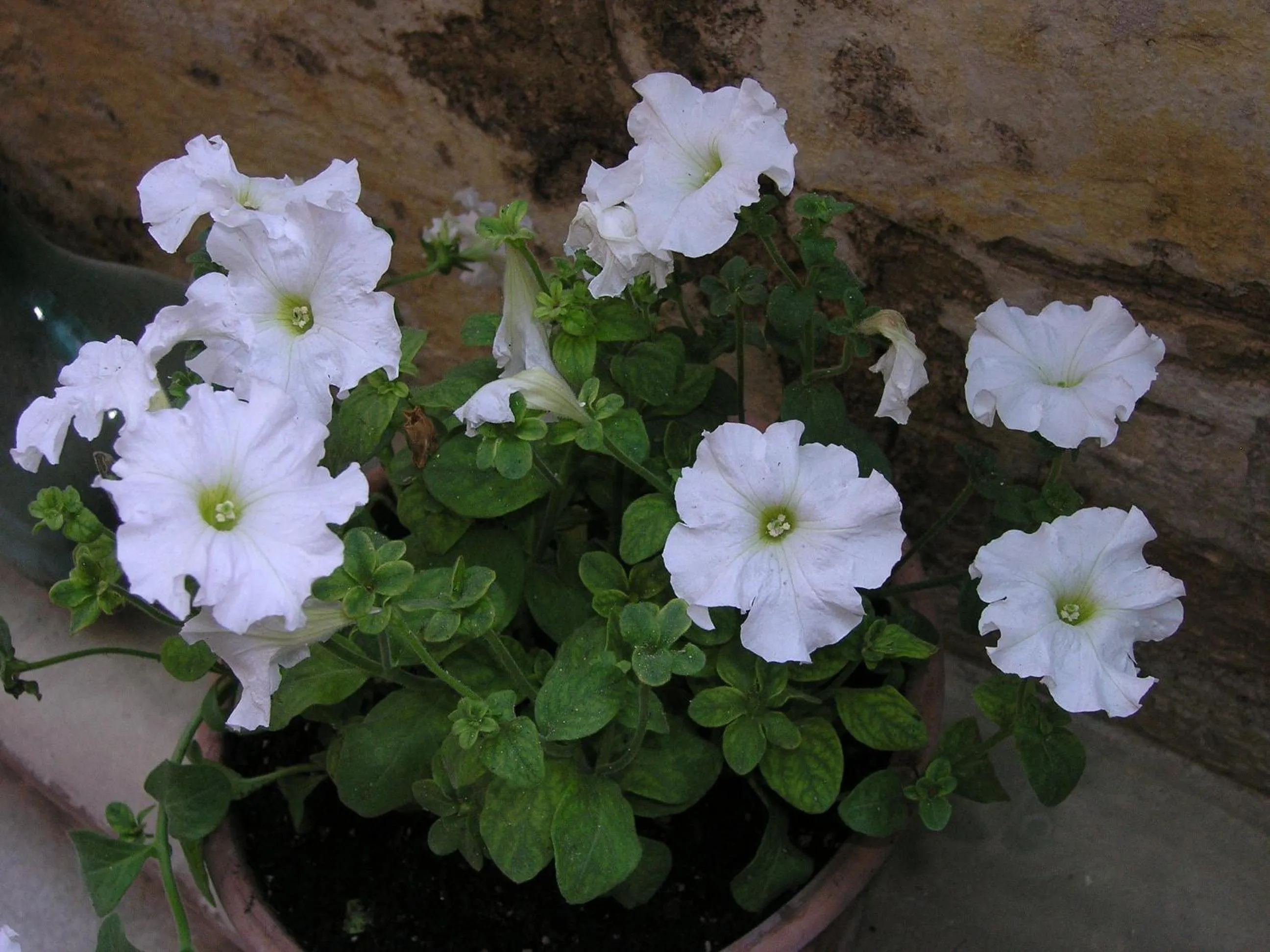 Garden in B&B Malennio