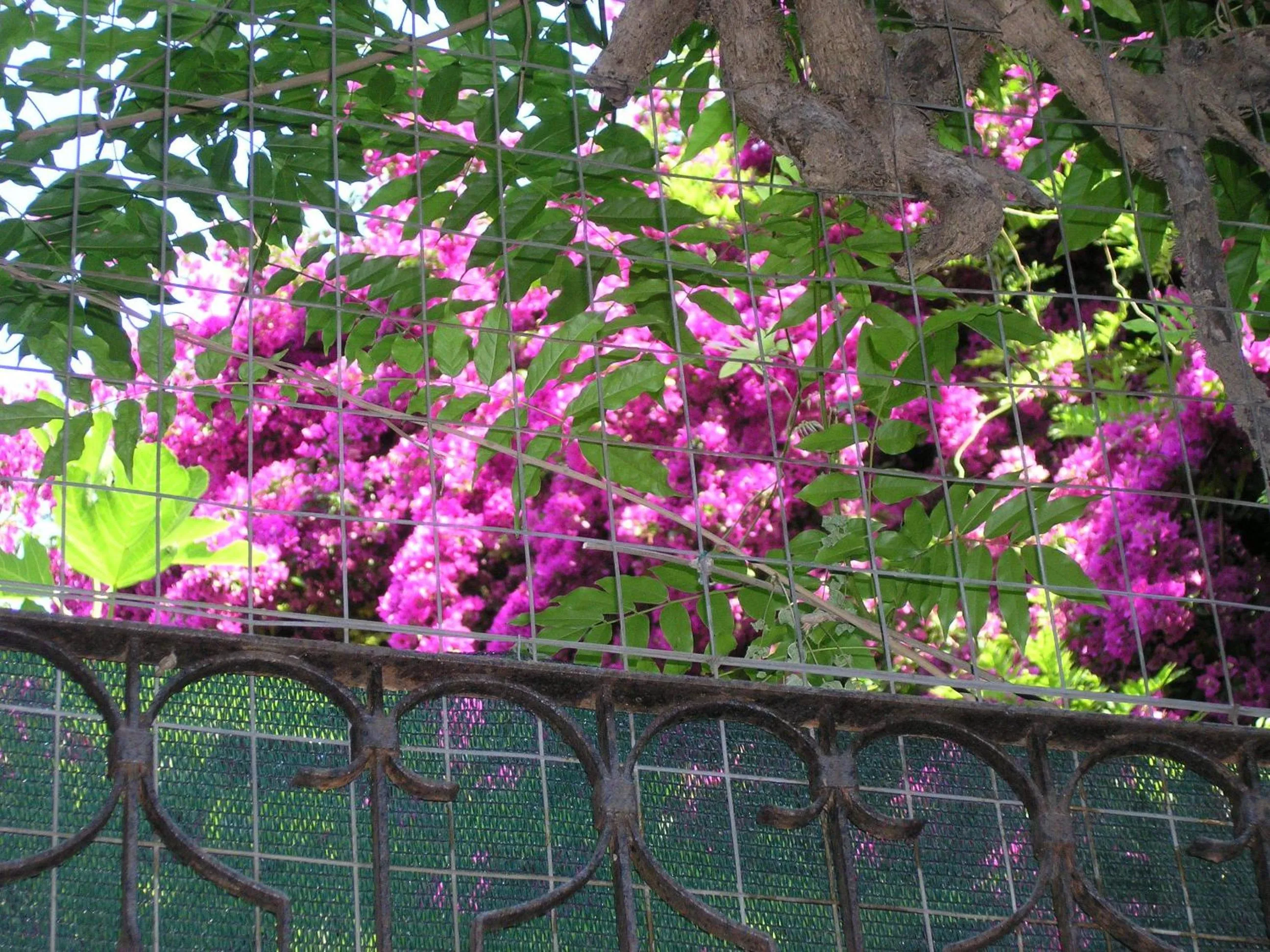 Garden view in B&B Malennio