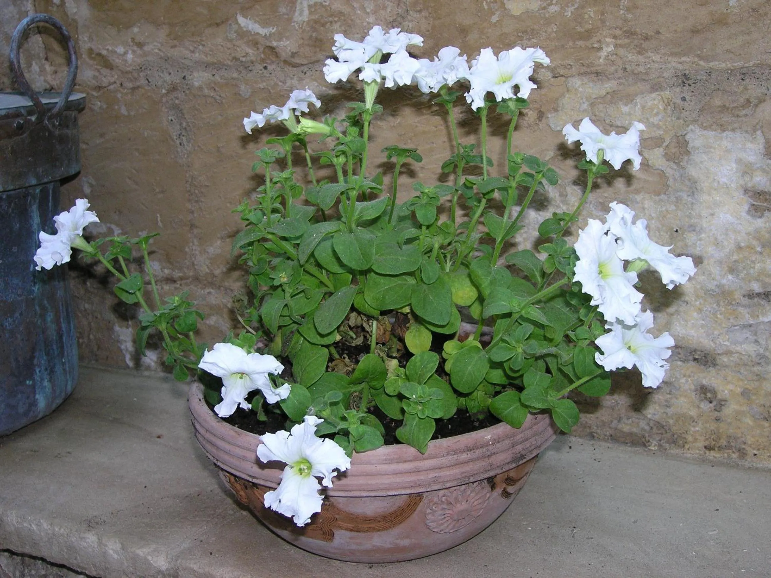 Garden in B&B Malennio