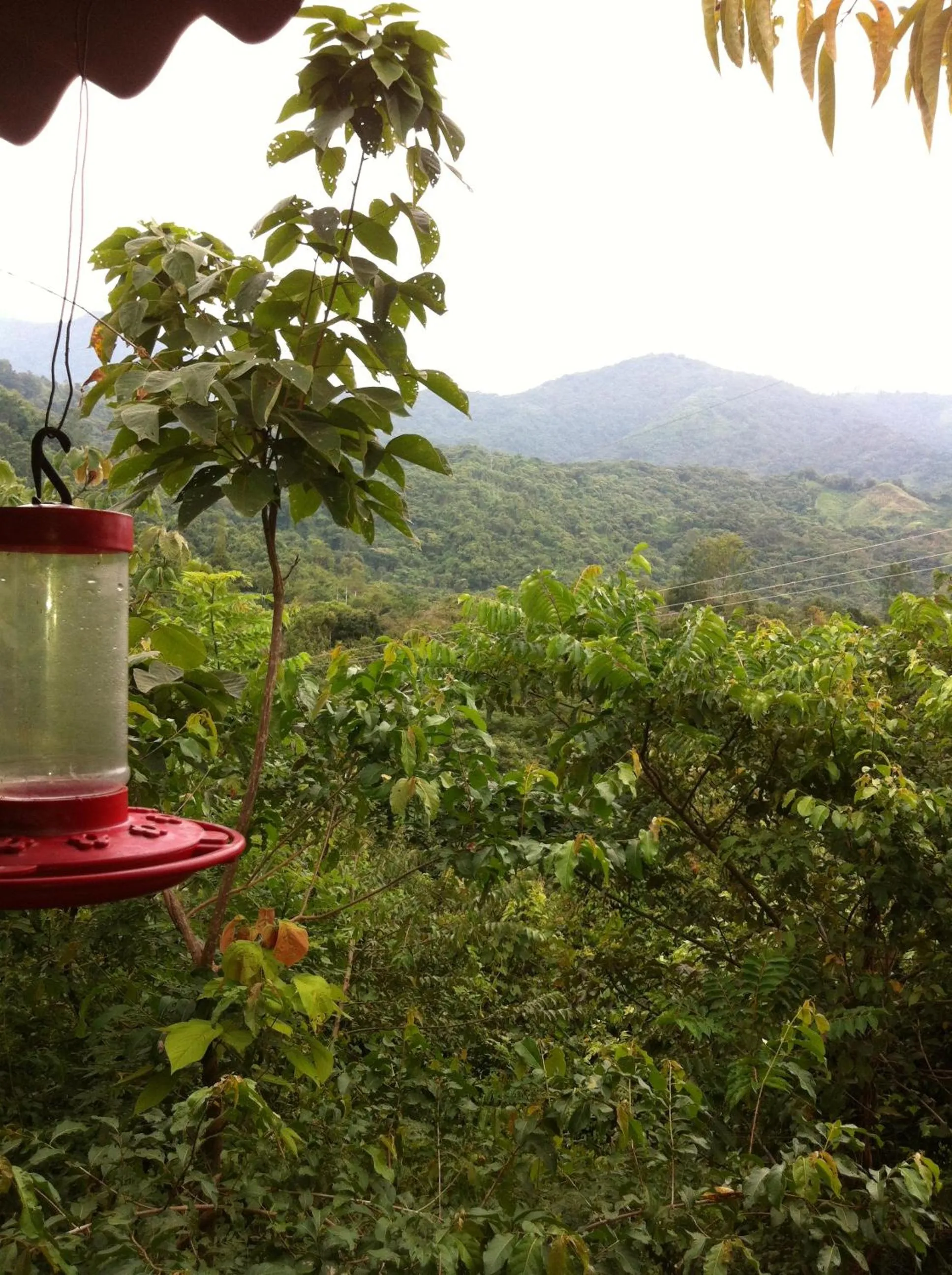 Restaurant/places to eat in Hotel Minca - La Casona