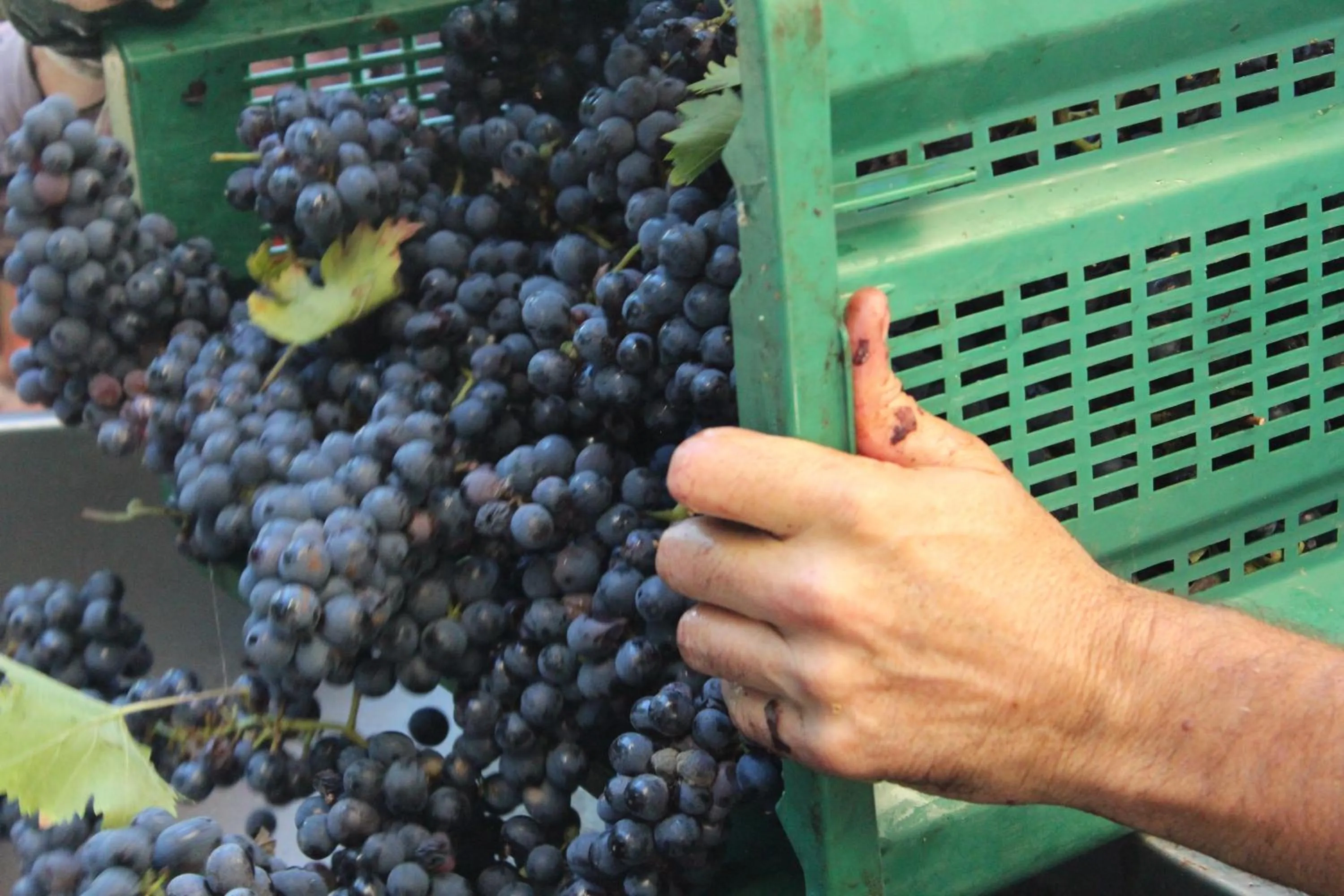 Other in La Cantina Relais - Fattoria Il Cipresso