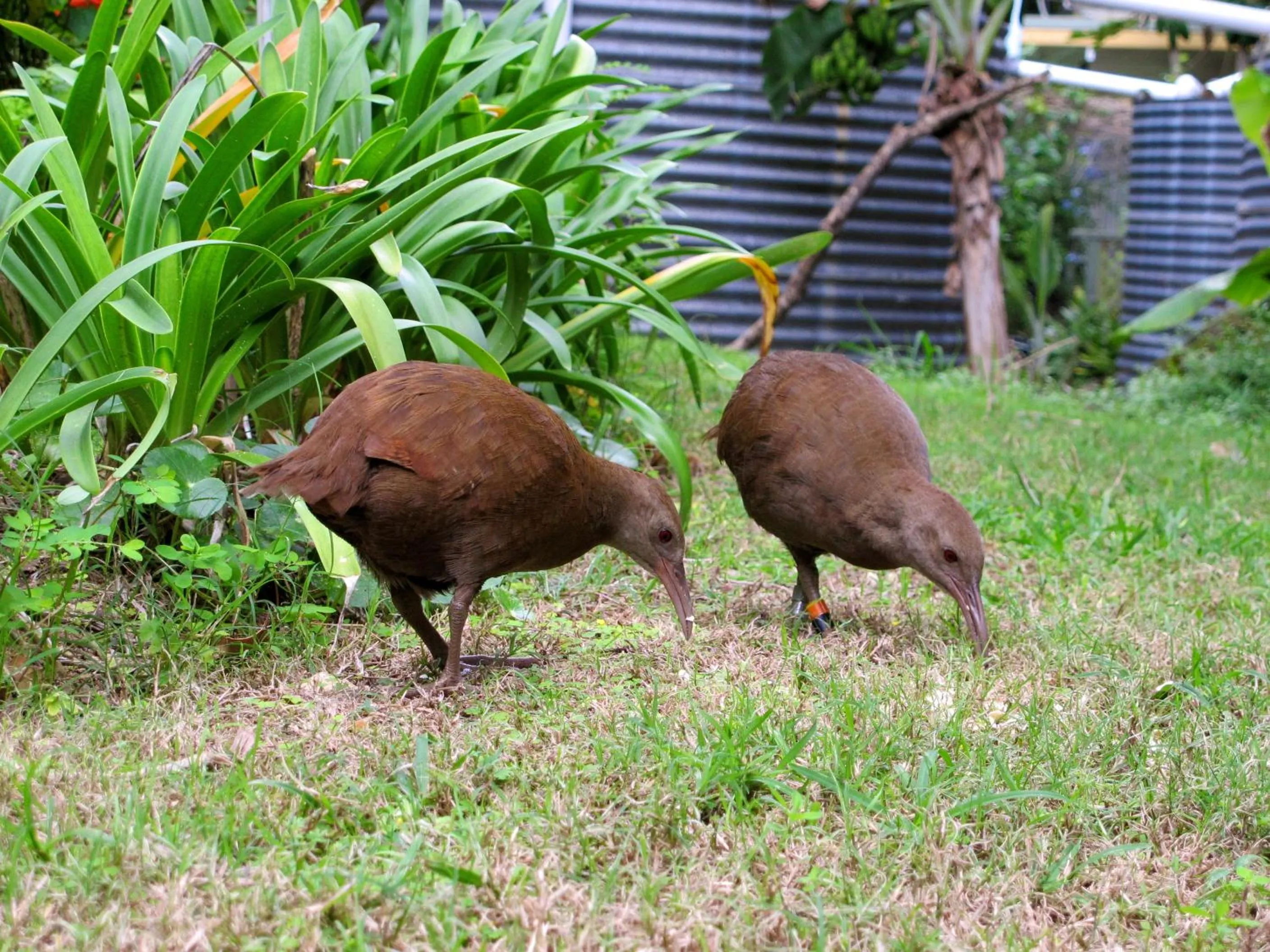 Animals in Beachcomber Lodge