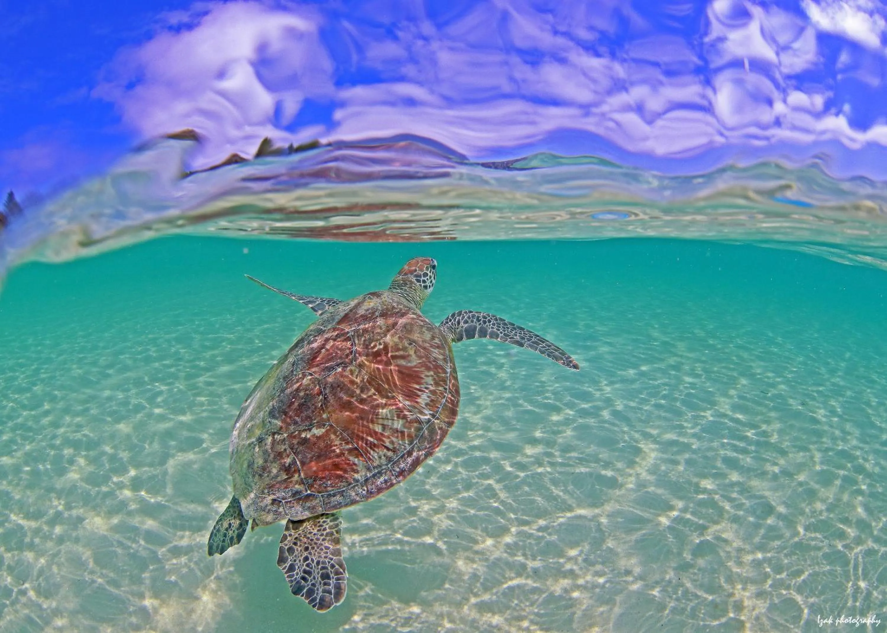 Animals in Beachcomber Lodge