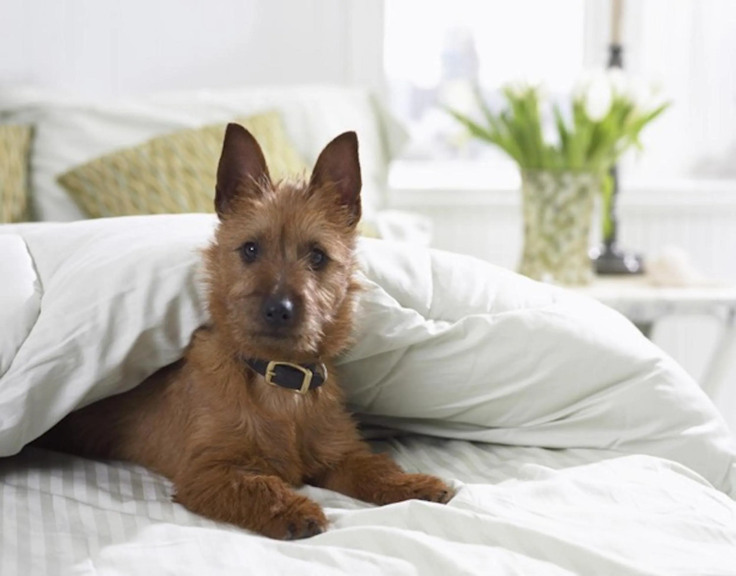 Pets in iCheck inn Residences Sathorn