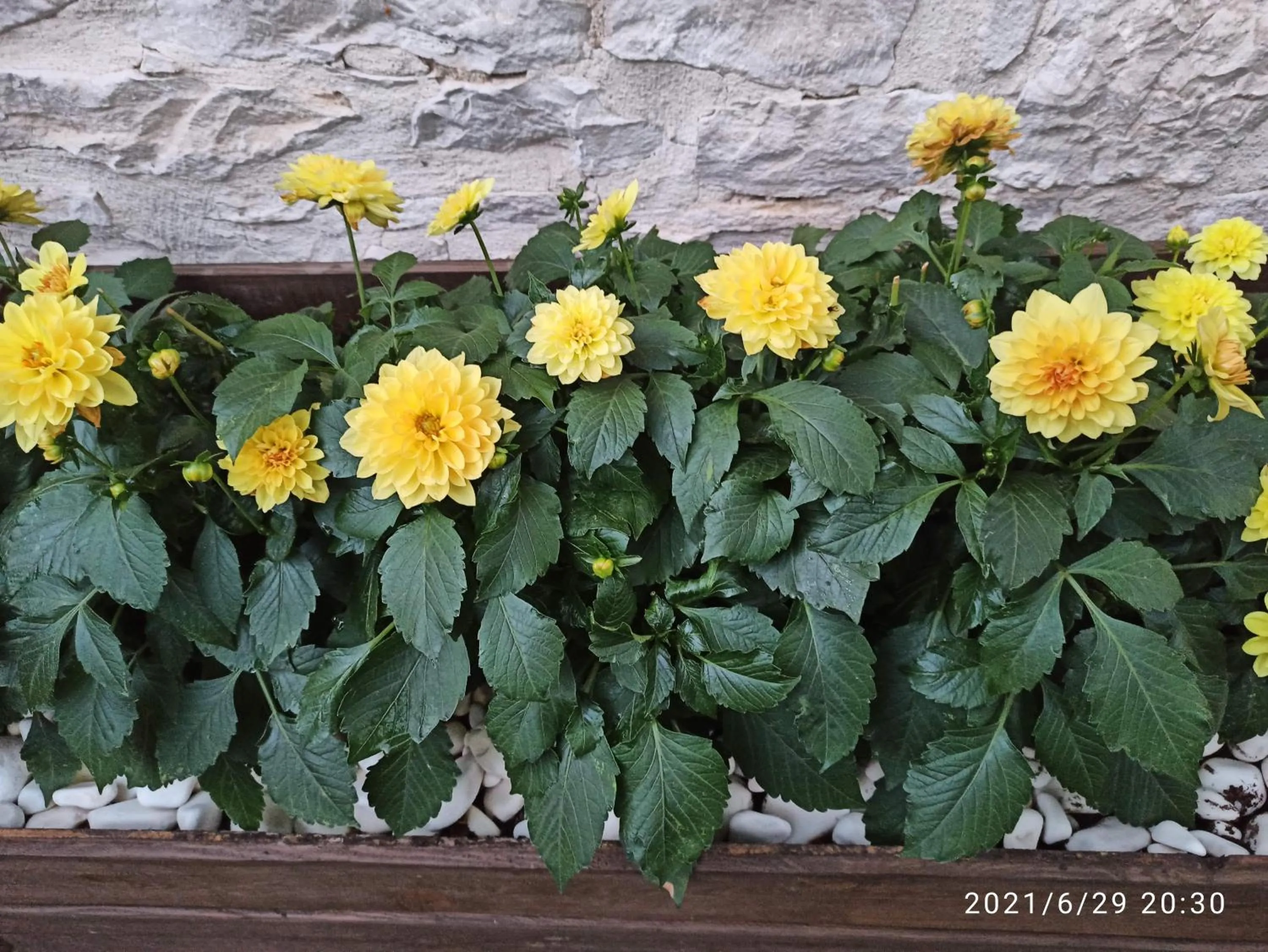 Garden in Konak Bindallı