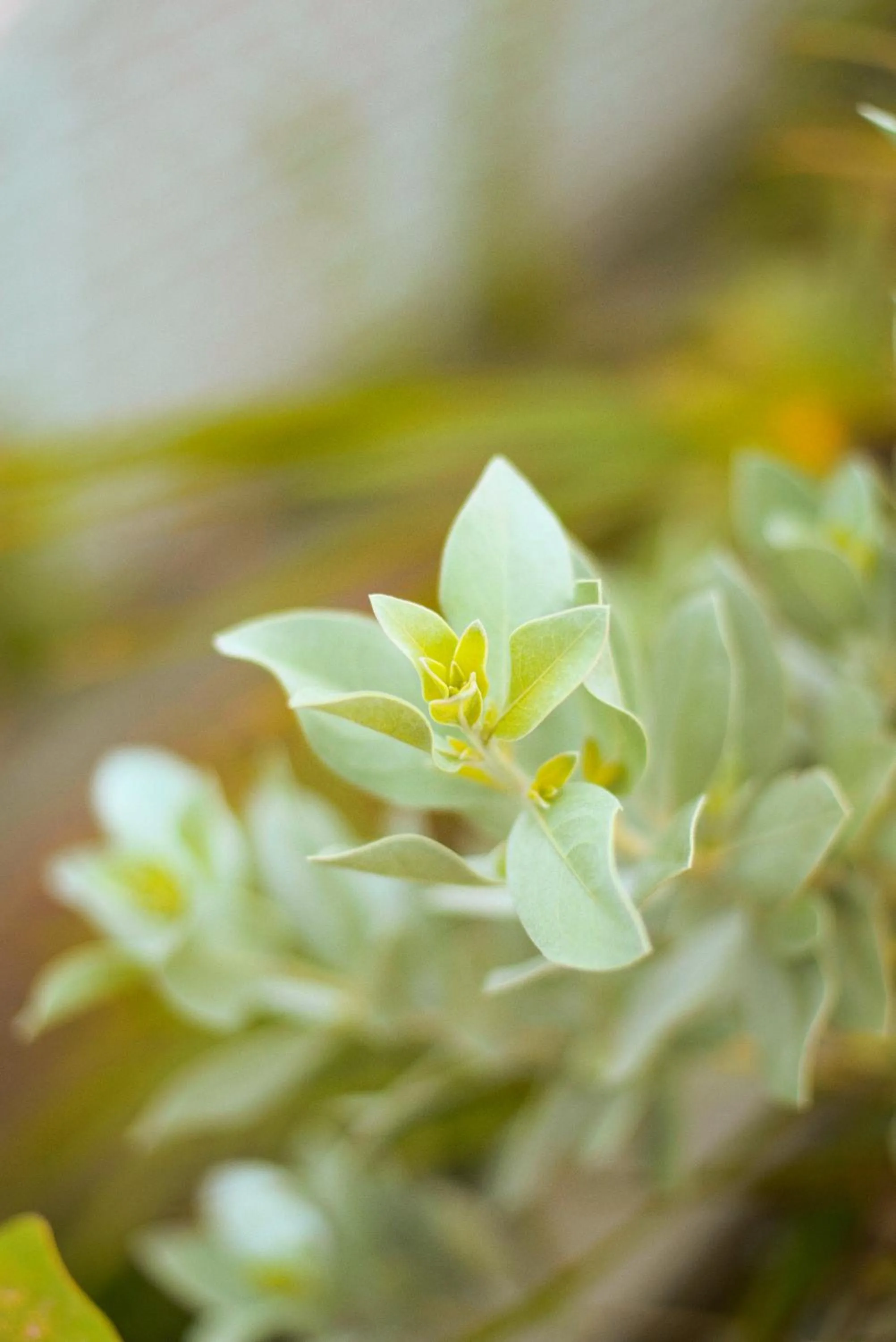 Garden in La Casa del Totumo