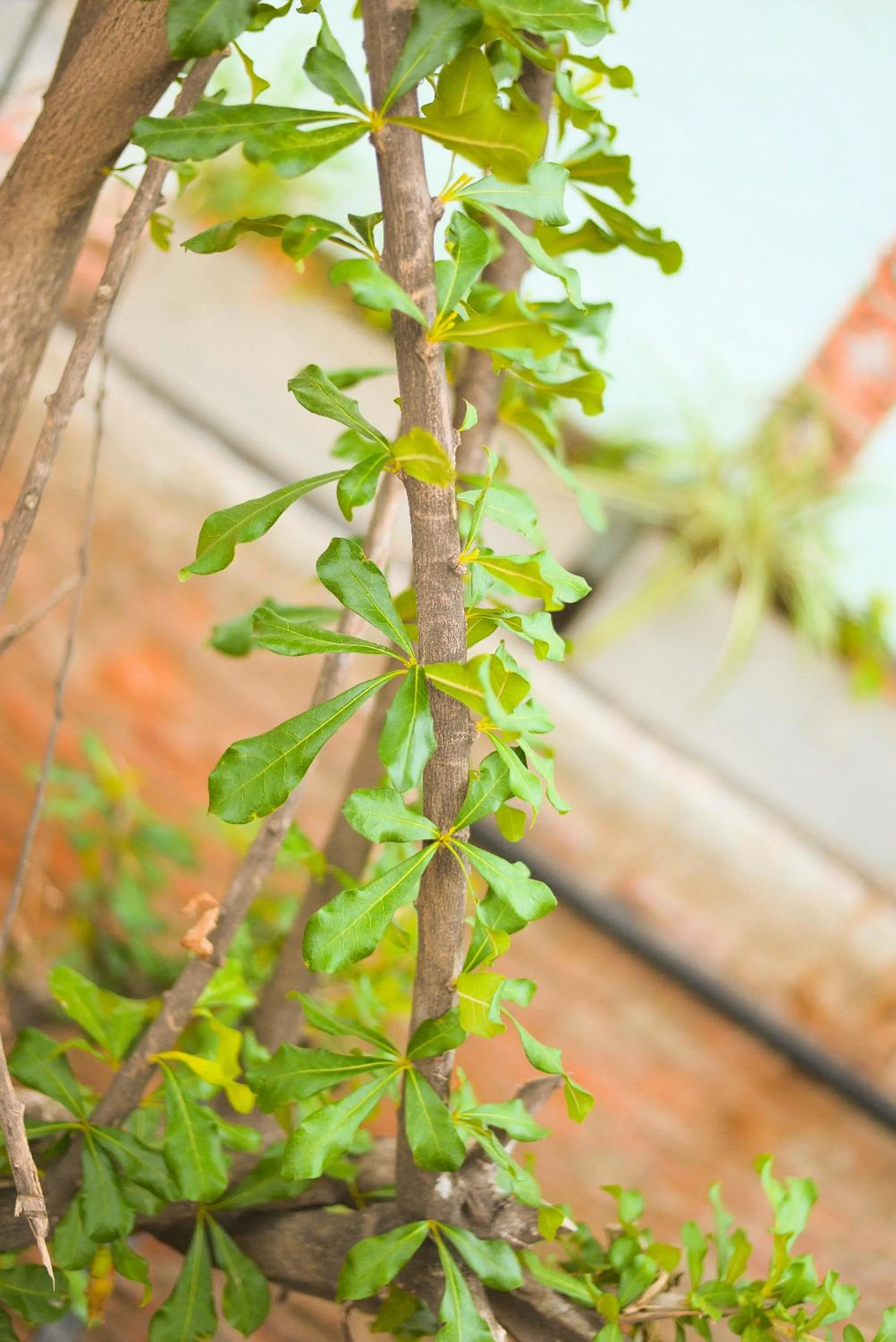 Natural landscape in La Casa del Totumo