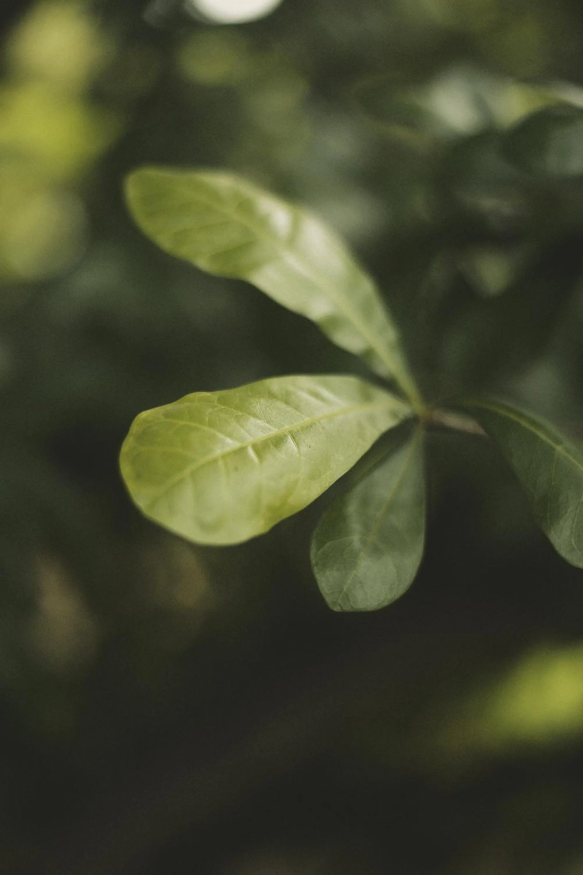 Natural landscape in La Casa del Totumo