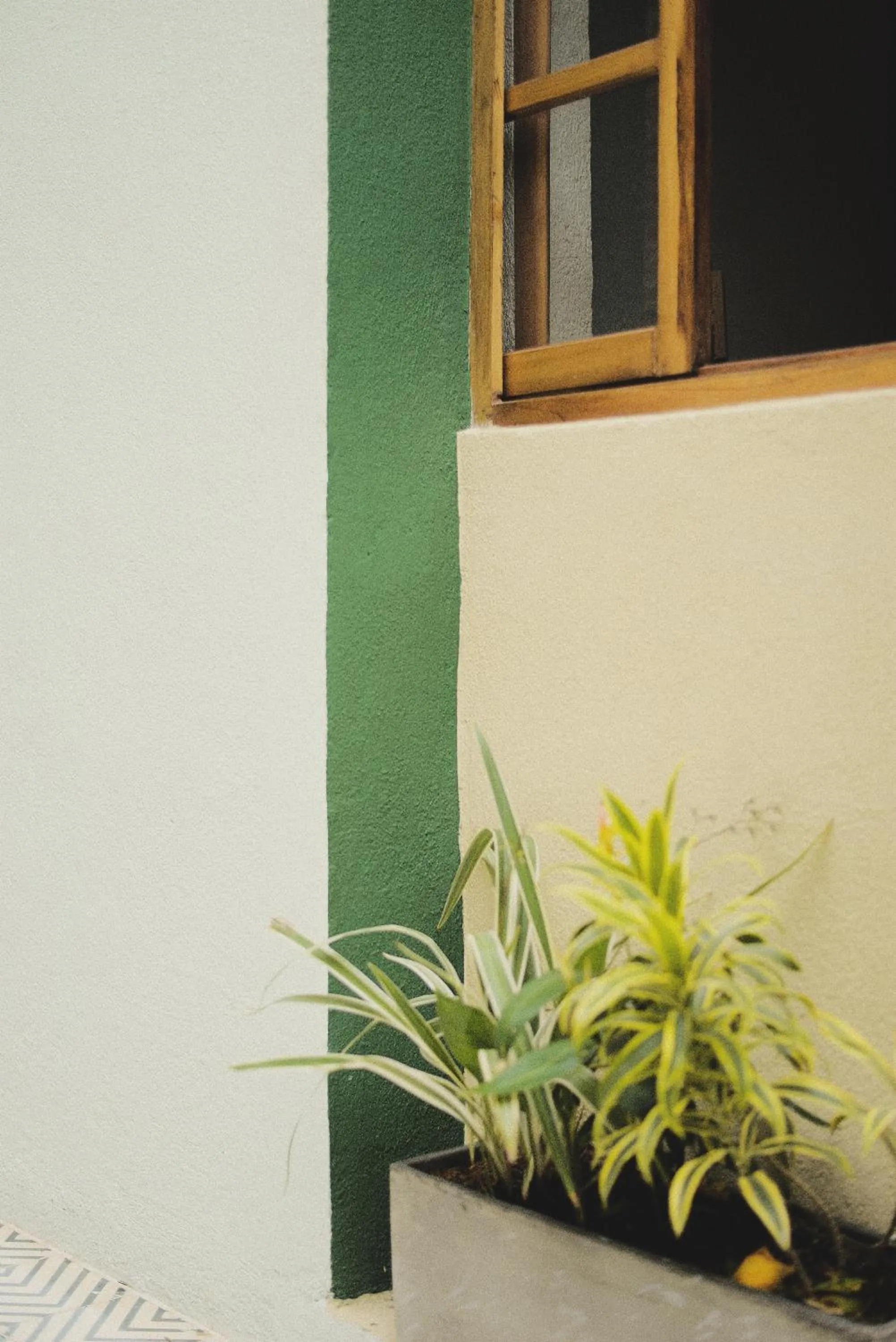 Garden in La Casa del Totumo