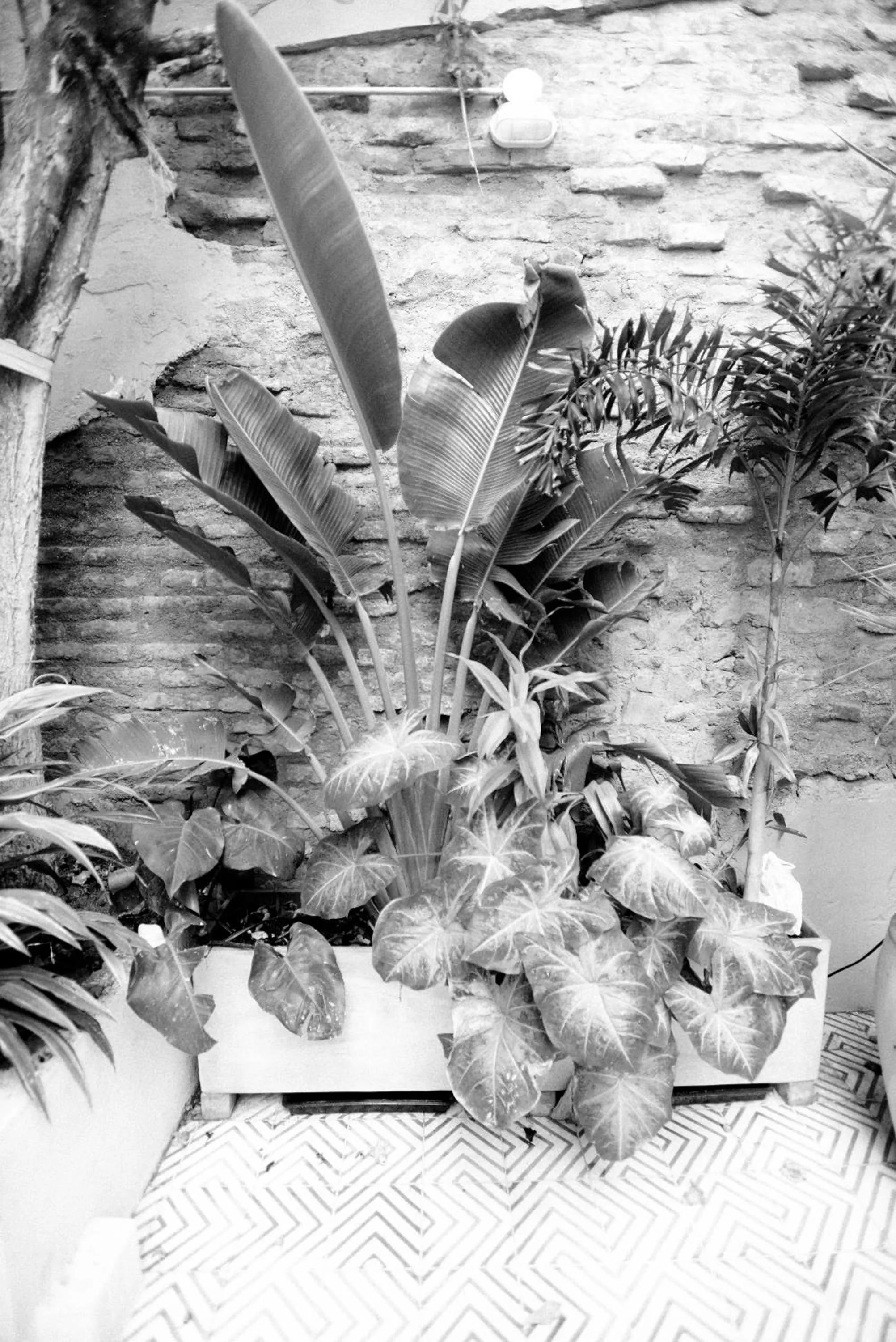 Garden view in La Casa del Totumo