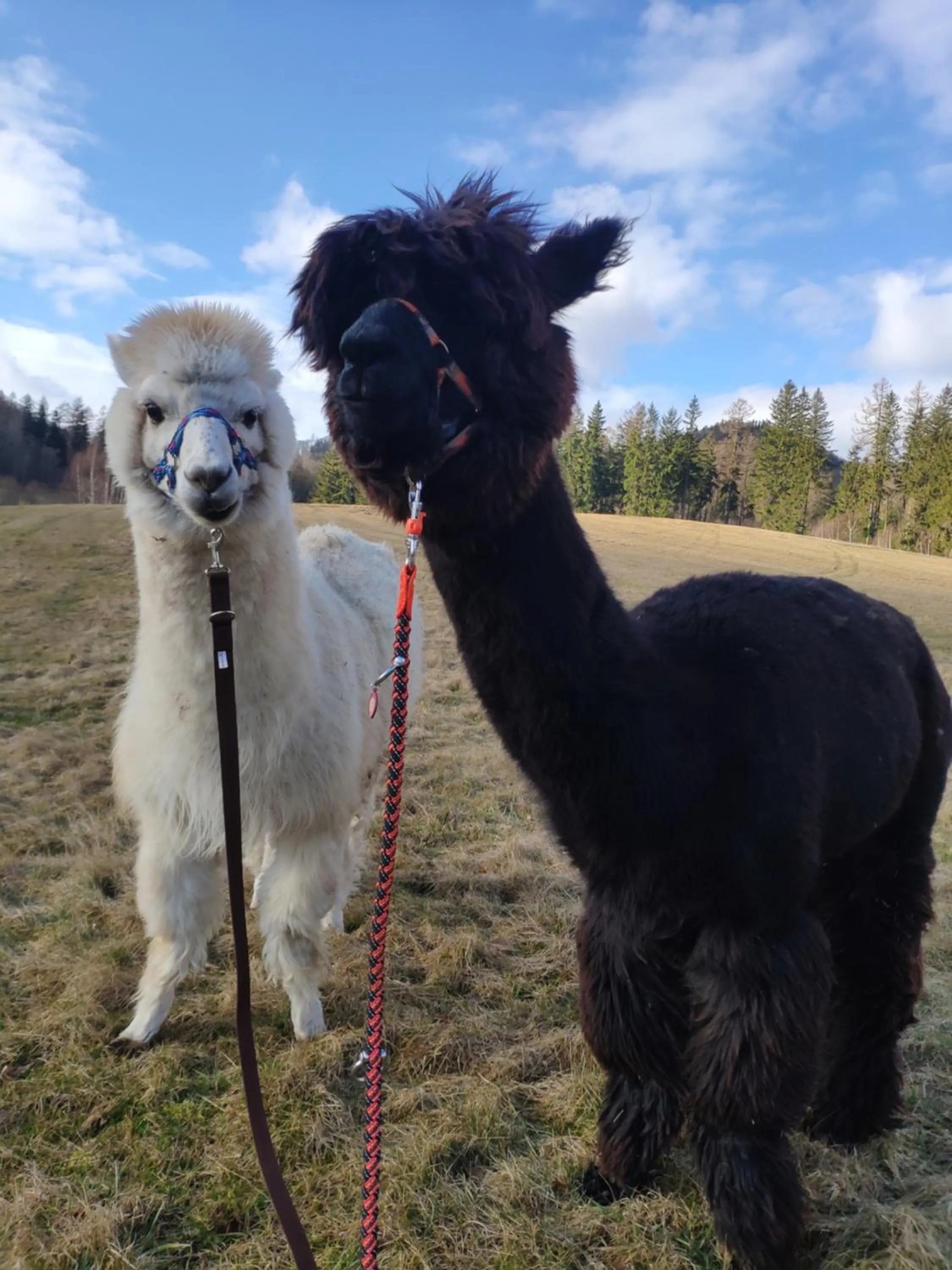 Animals in Hotel Jedlinka