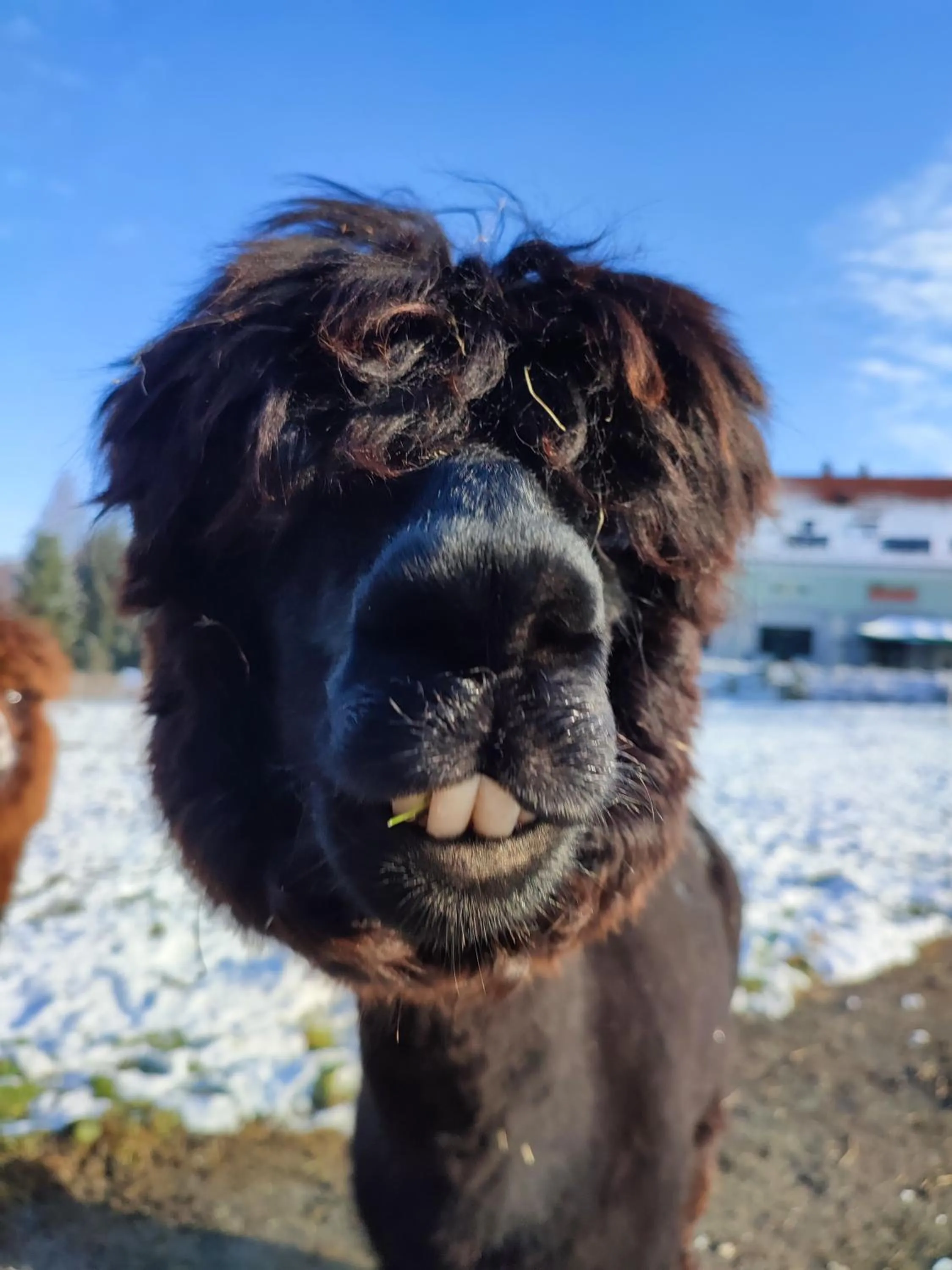 Animals in Hotel Jedlinka