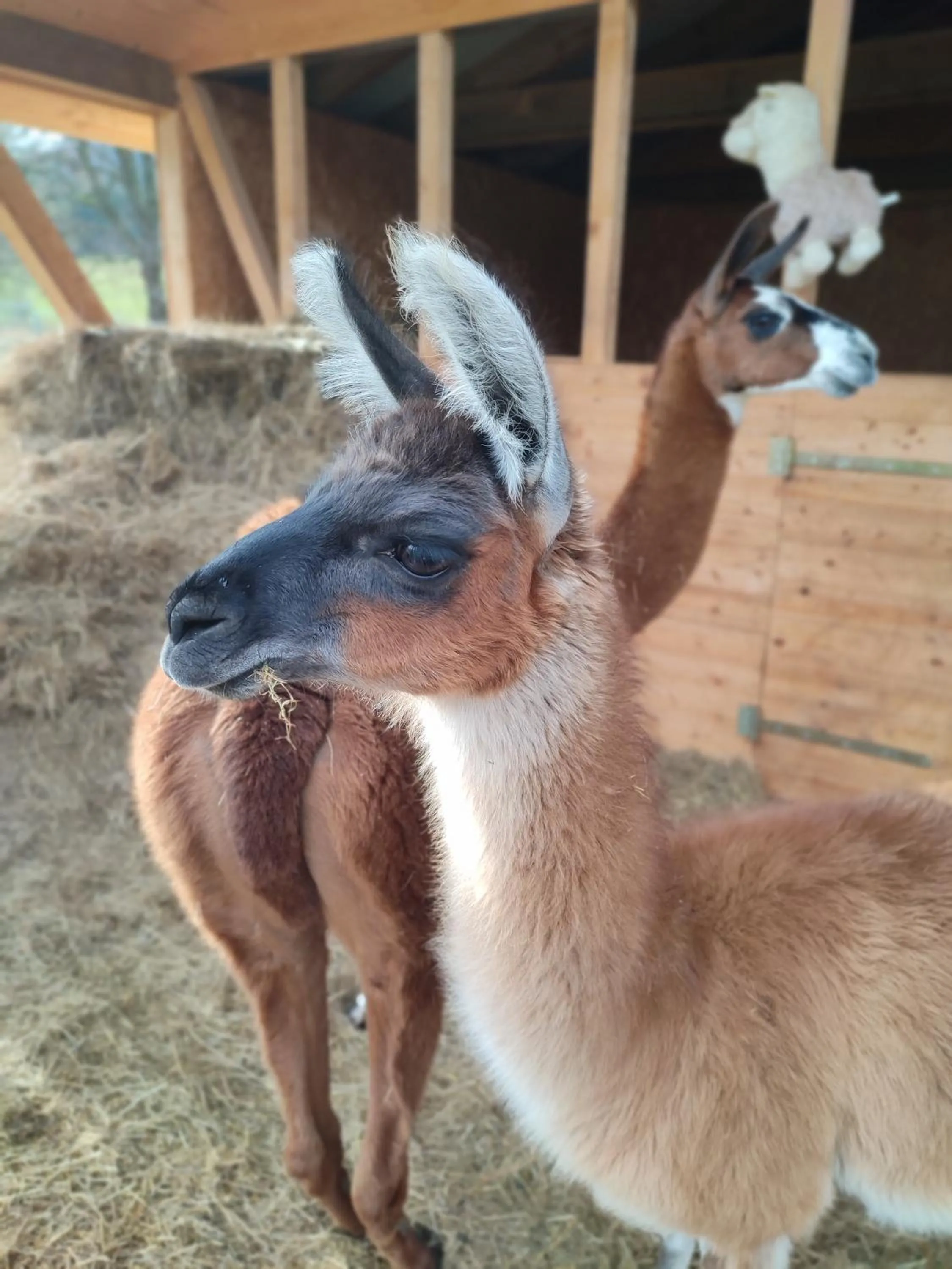 Animals in Hotel Jedlinka
