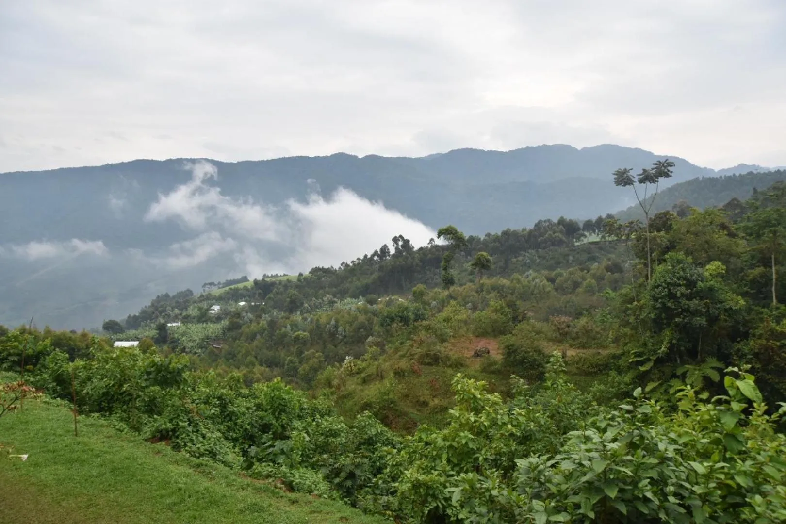 Neighbourhood in Chimpanzee Lodge