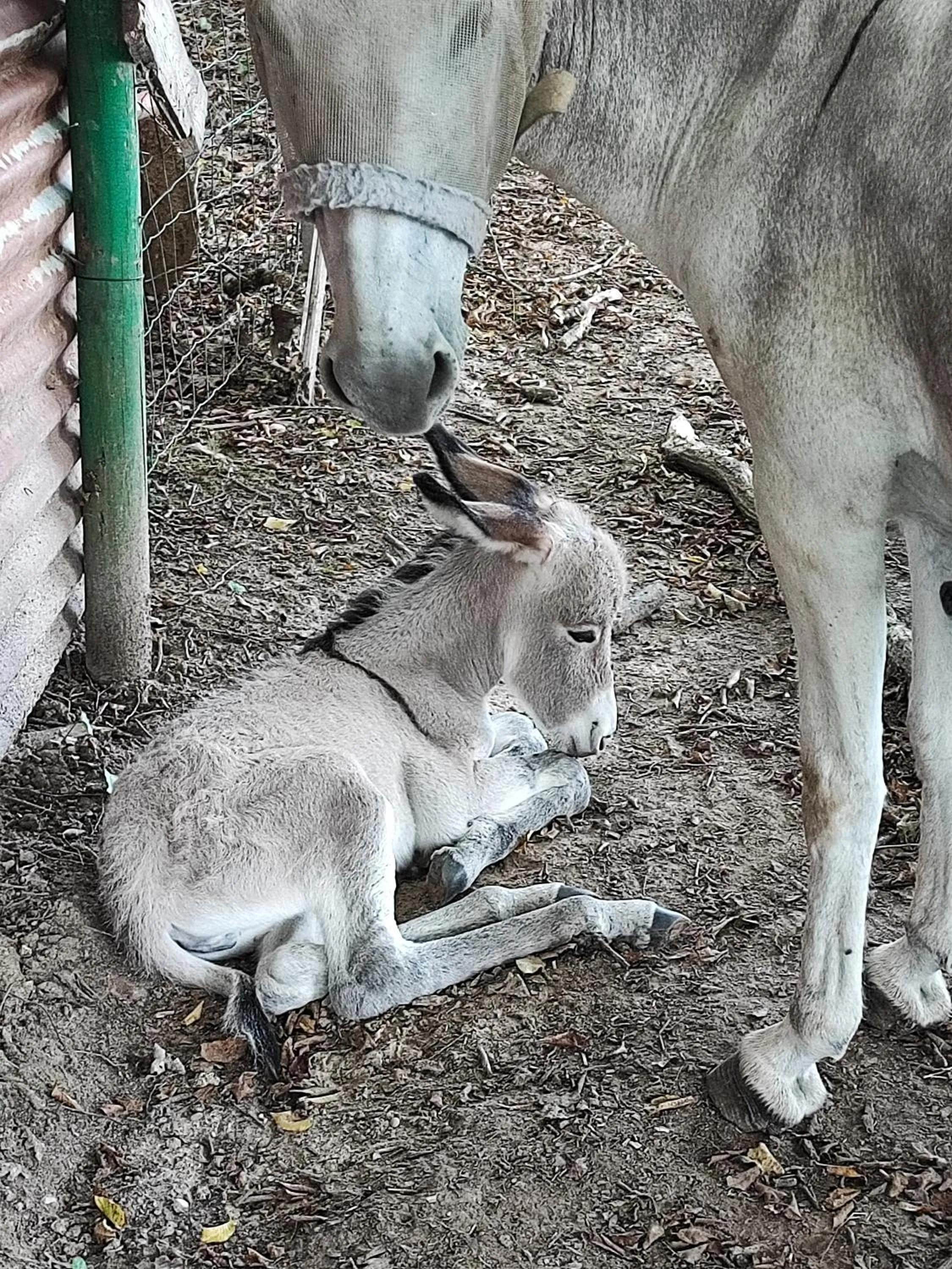 Animals in LE DOMAINE DU SENS