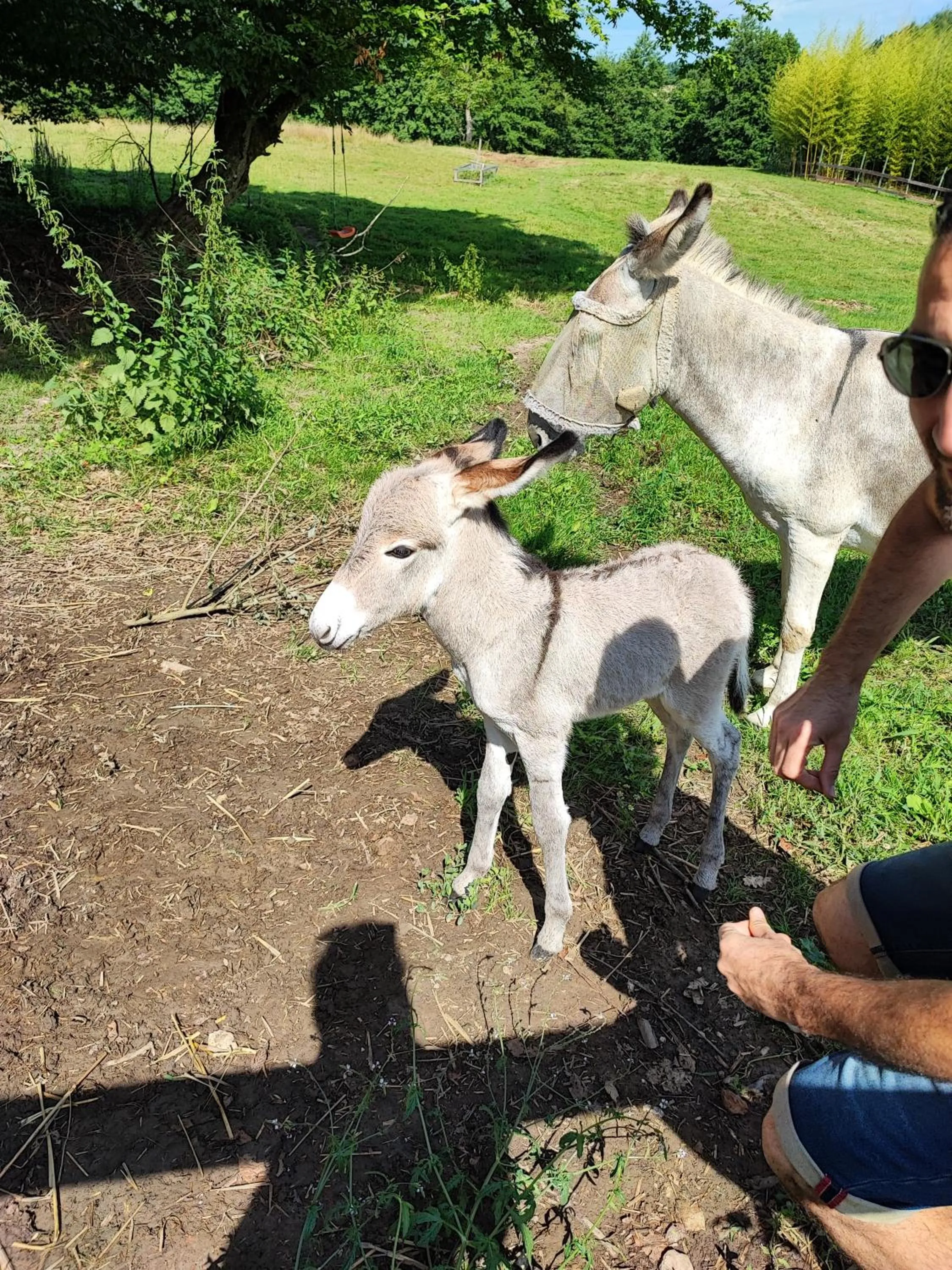 Animals in LE DOMAINE DU SENS