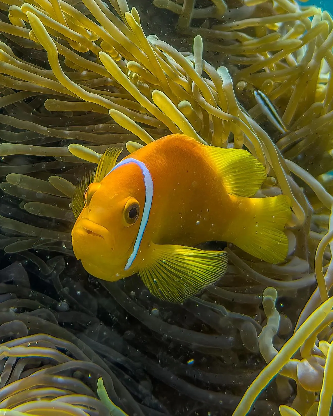 Snorkeling in Ocean Lilly Inn