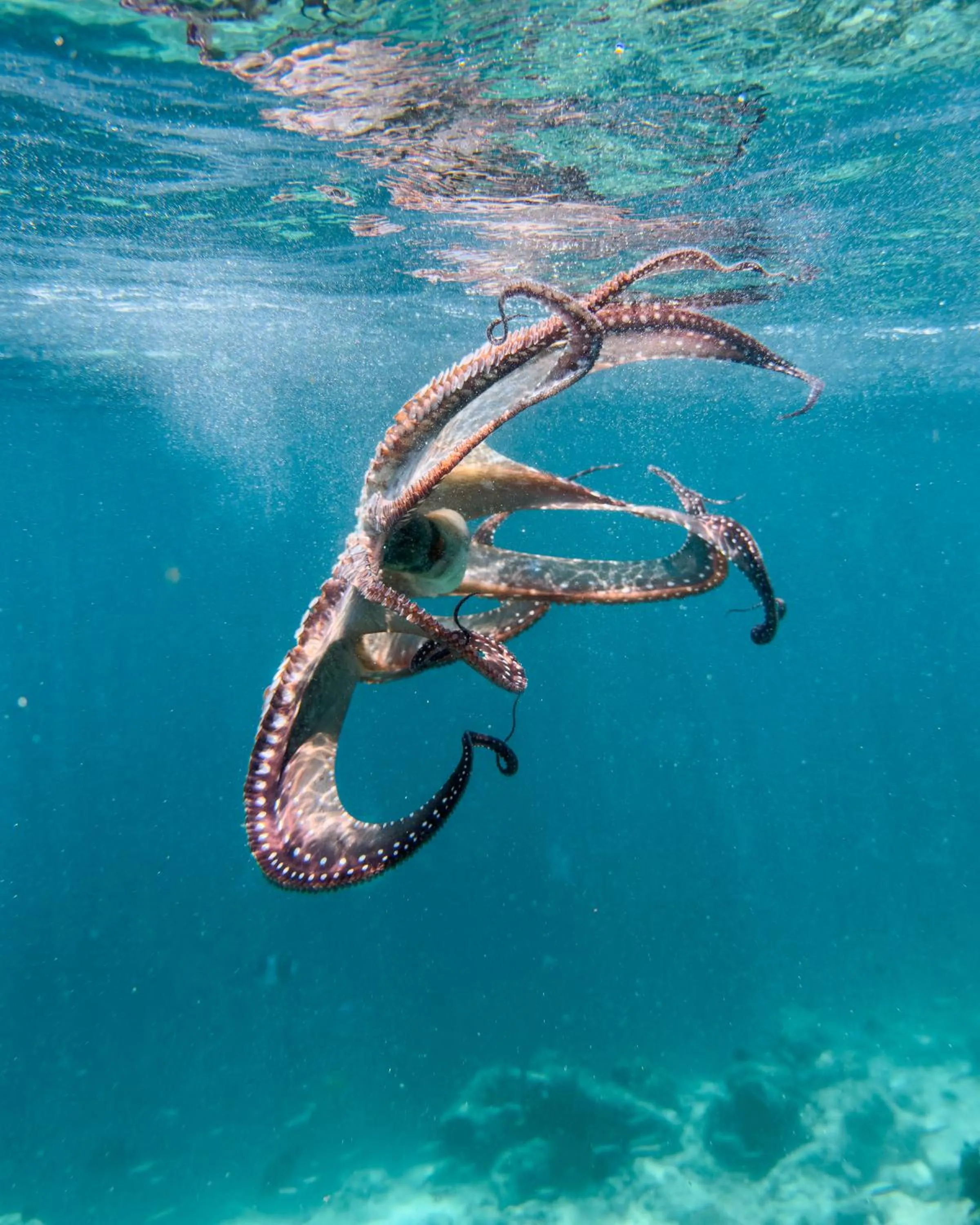 Snorkeling in Ocean Lilly Inn